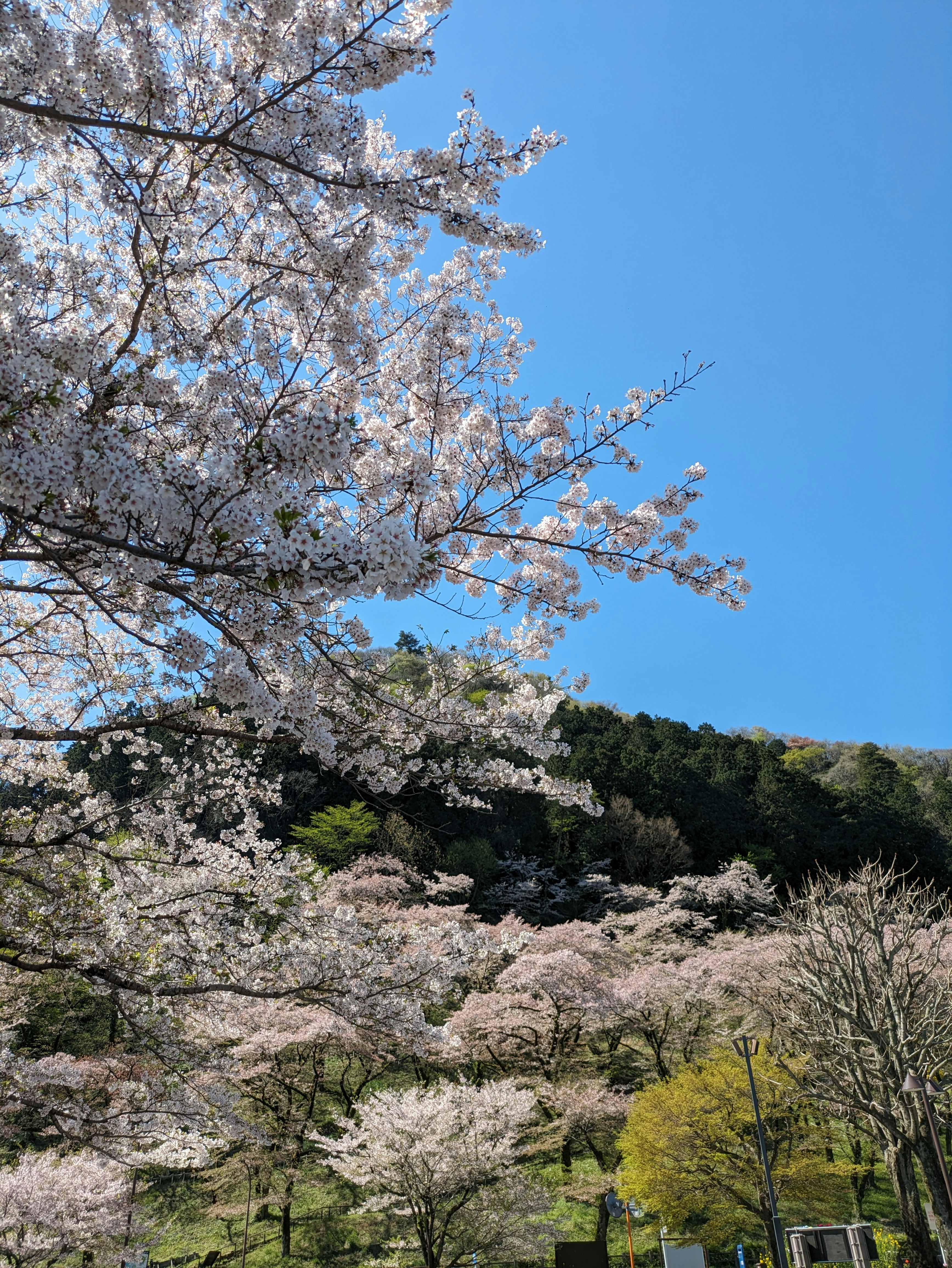 Pohon sakura berbunga di bawah langit biru