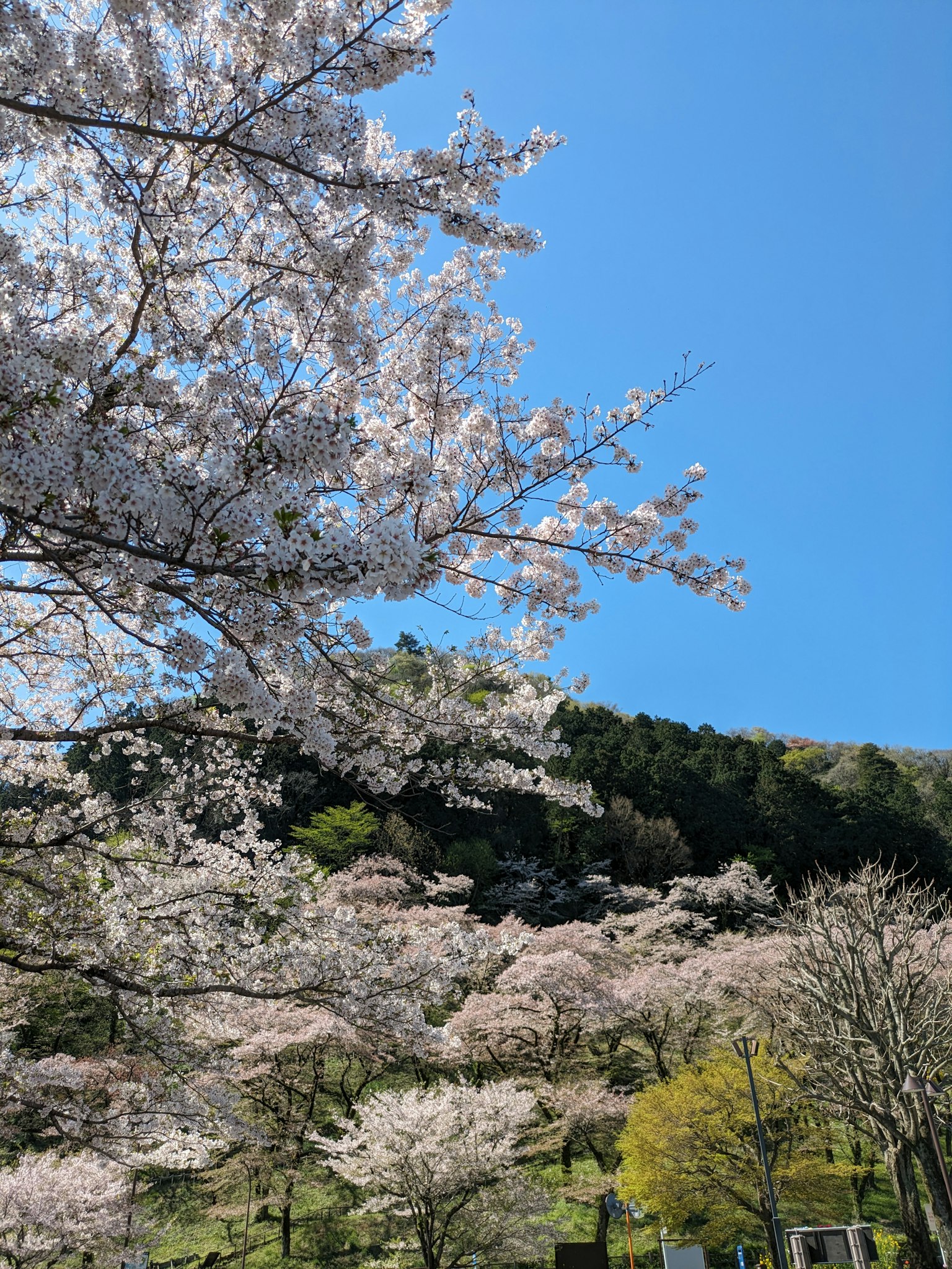 樱花盛开在山坡上，蓝天之下