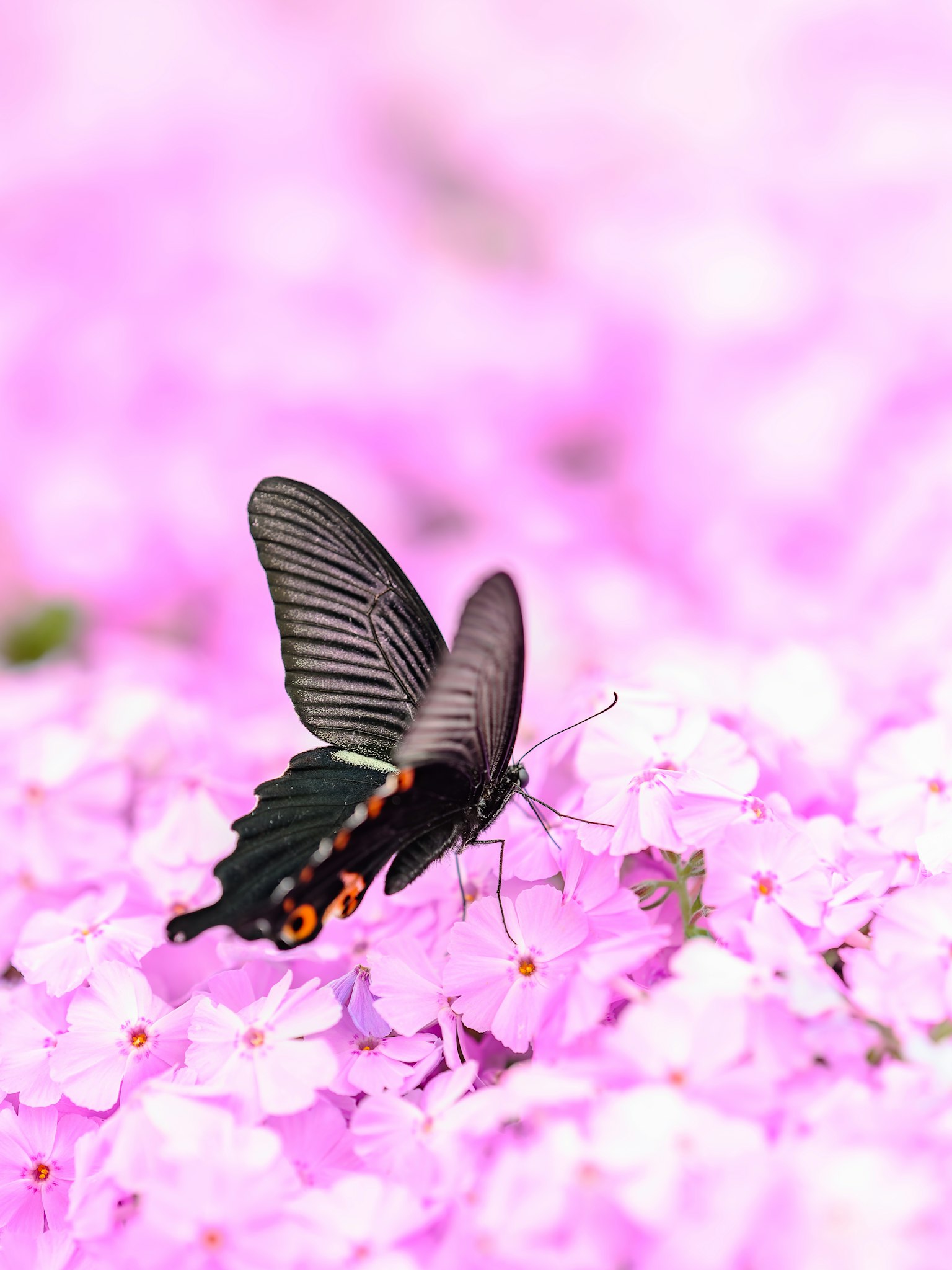 Schwarzer Schmetterling auf rosa Blumen