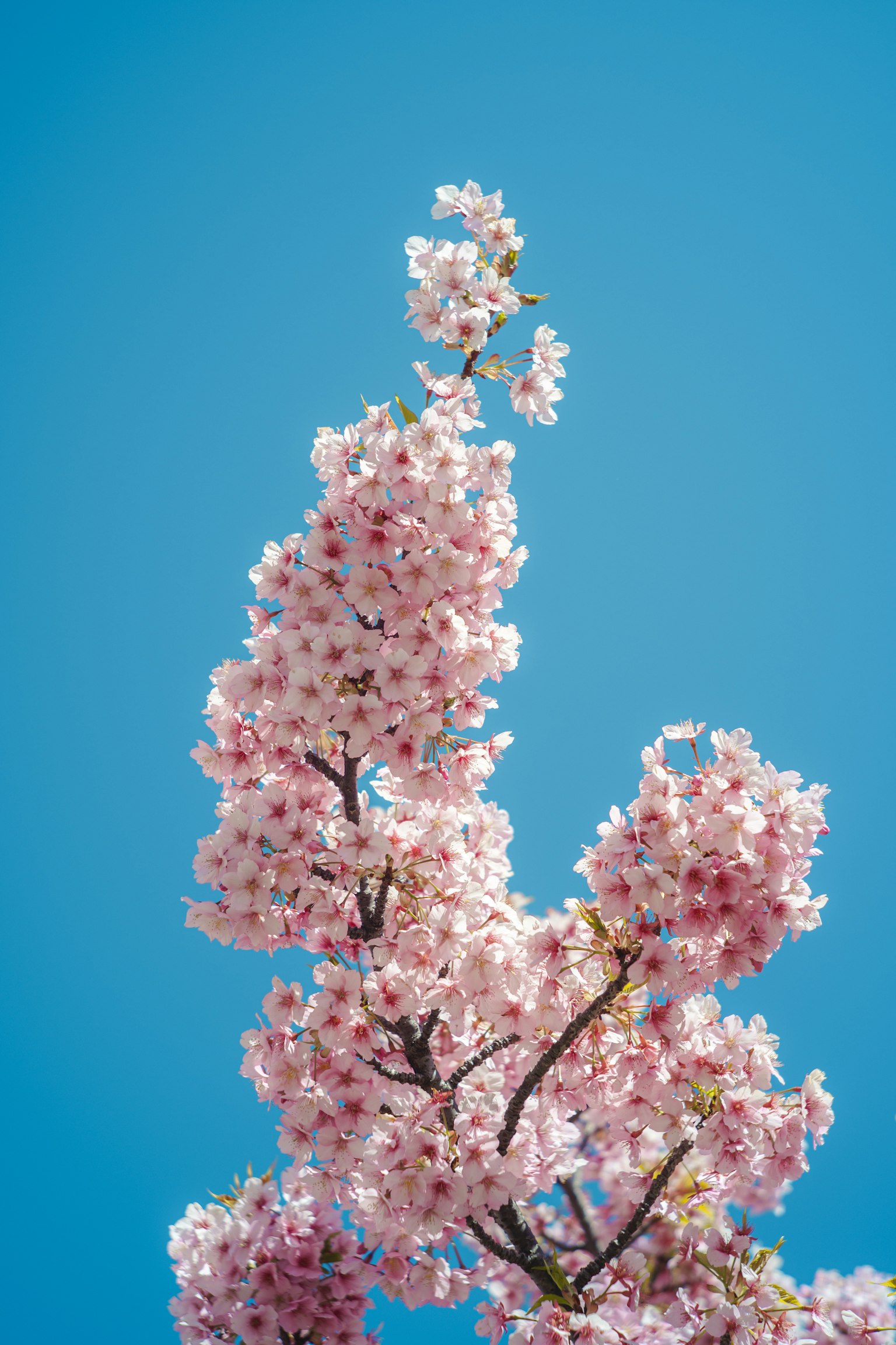 Rama de flores de cerezo contra un cielo azul claro