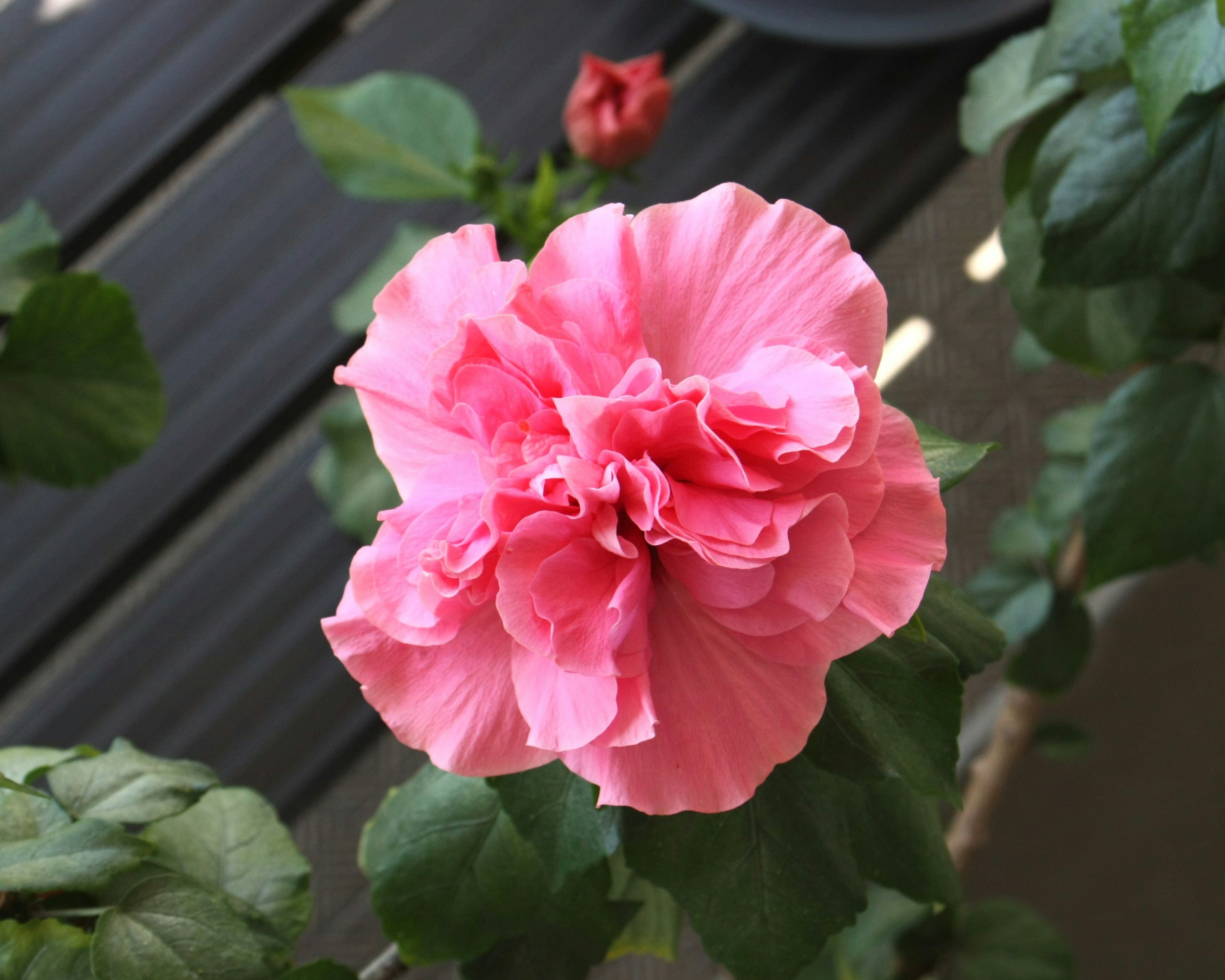 ピンクの八重ハイビスカスの花のアップ