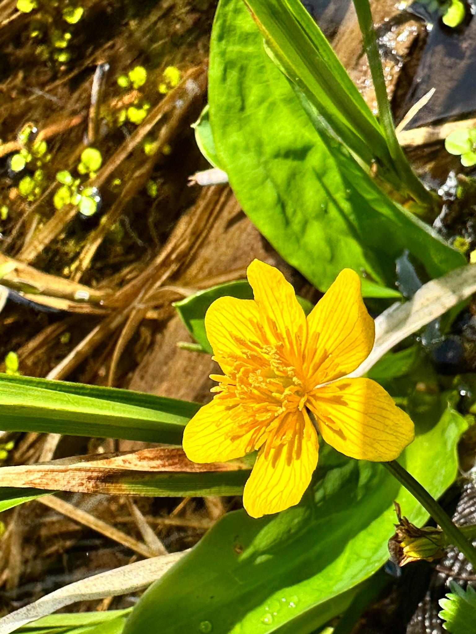 Fiore giallo brillante con foglie verdi vicino all'acqua