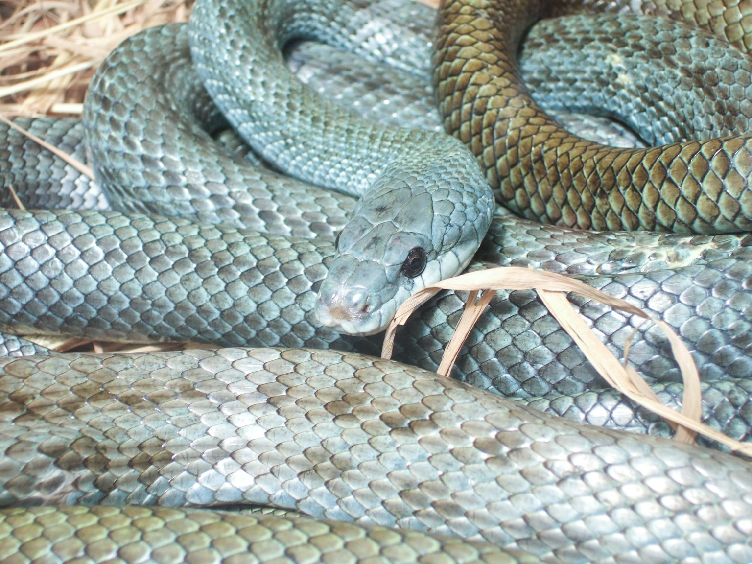 Close-up ular biru dan hijau melingkar di habitat alami mereka