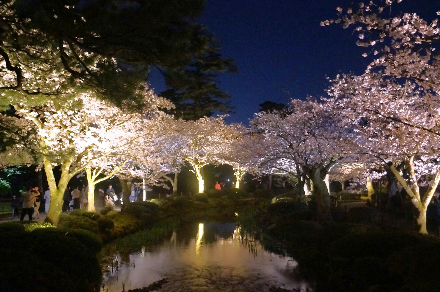 밤에 공원에서 조명이 켜진 벚나무