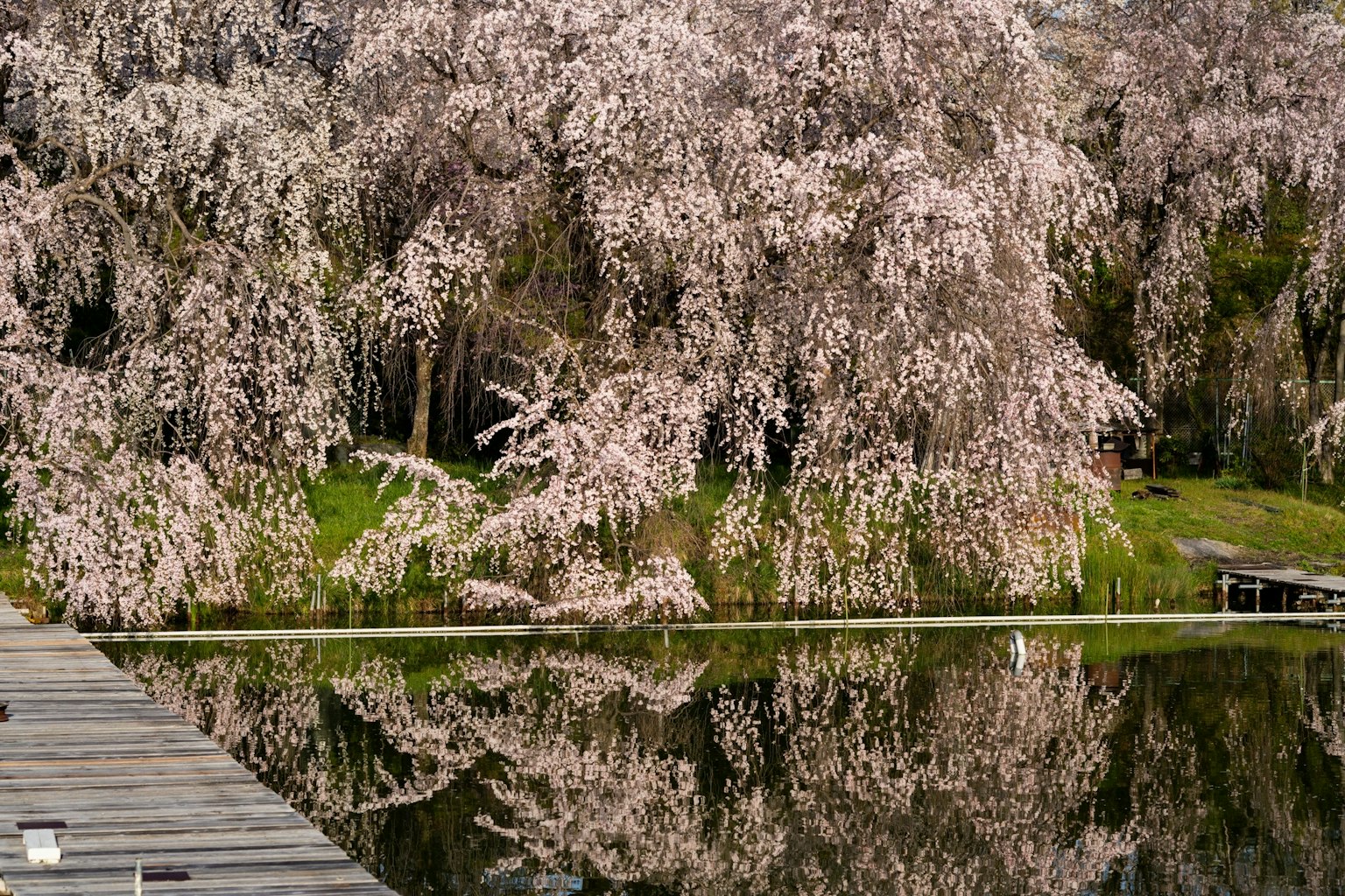 Eine ruhige Ansicht von Kirschblütenbäumen, die sich im stillen Wasser spiegeln
