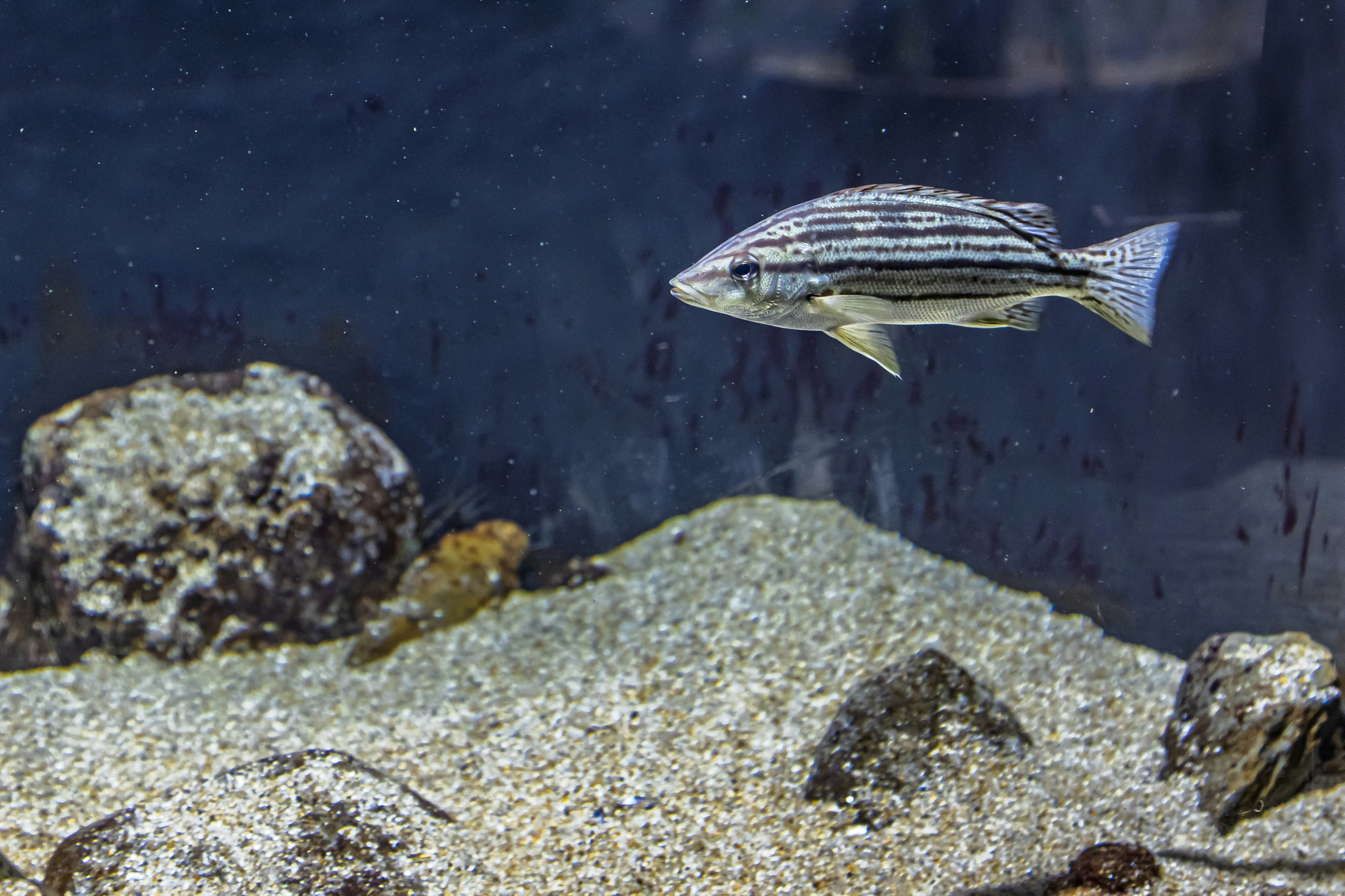 水槽の底砂の上を泳ぐ魚