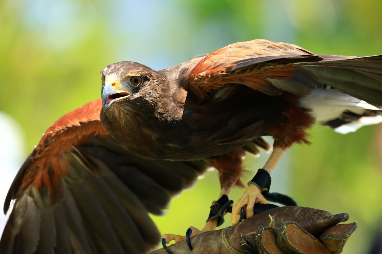 Un falco con piume marroni appollaiato su un ramo
