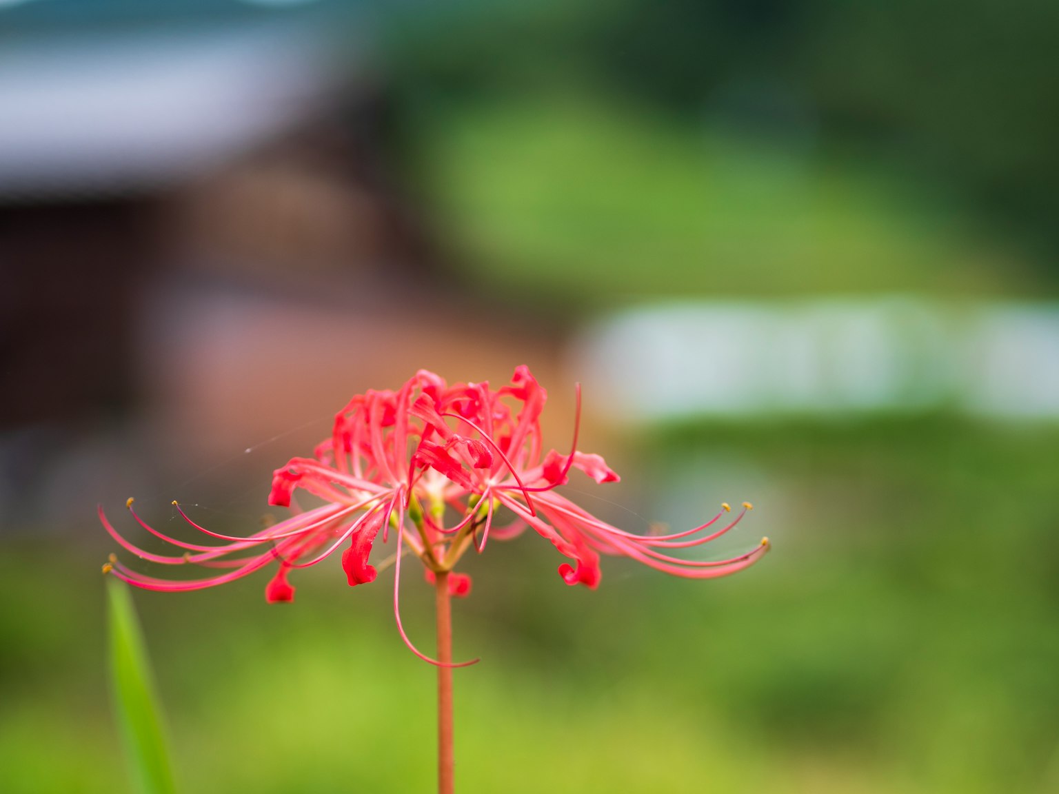 A vivid red spider lily blooming with a blurred green background