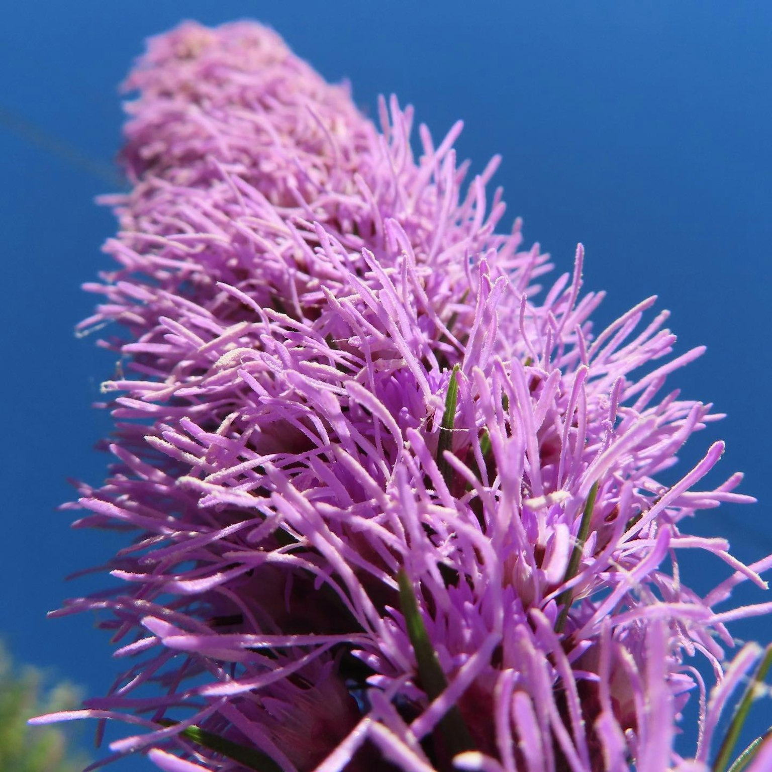 Lebendige lila Blume blüht vor einem klaren blauen Himmel
