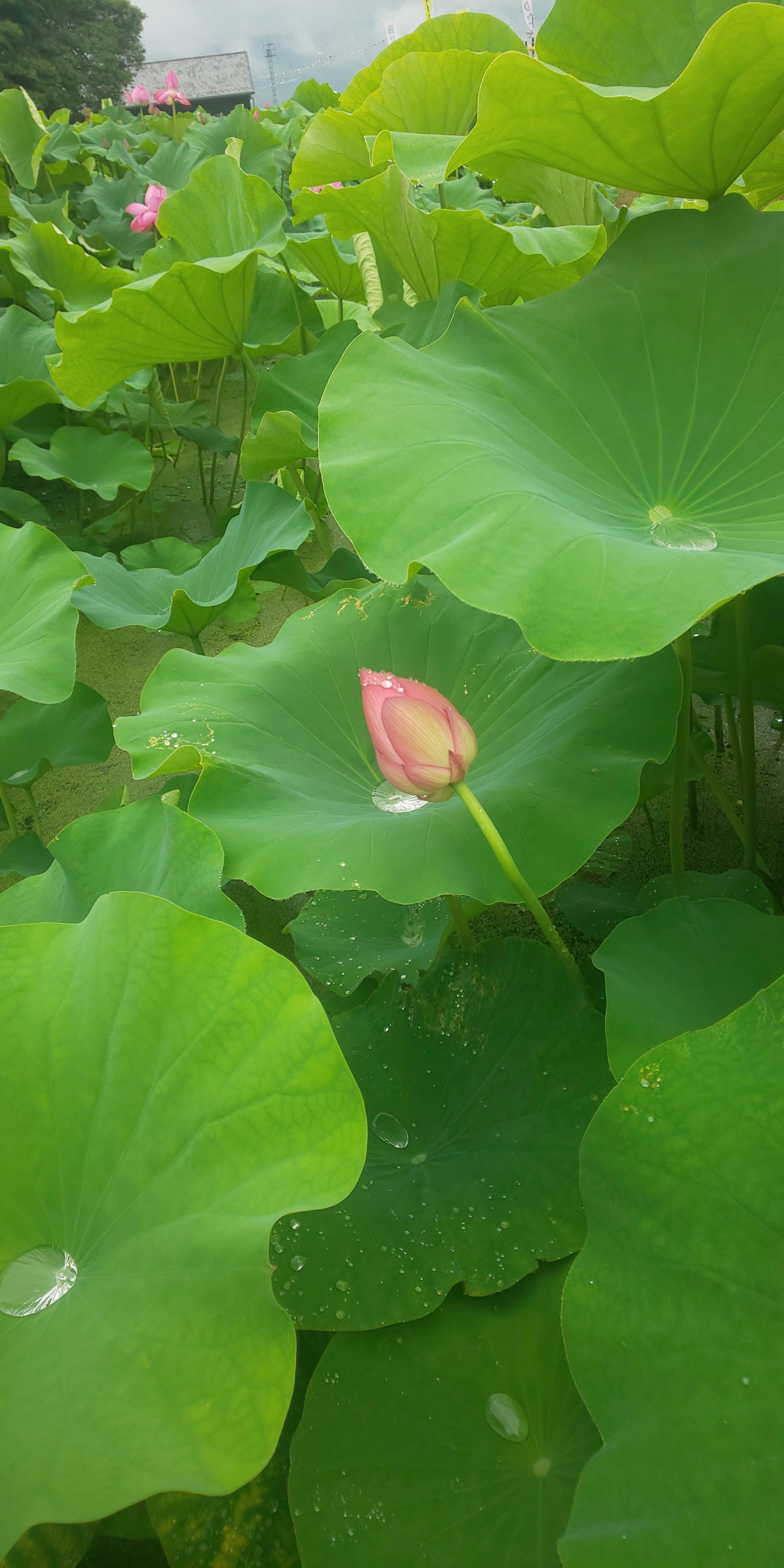 Bouton de fleur de lotus parmi les feuilles vertes