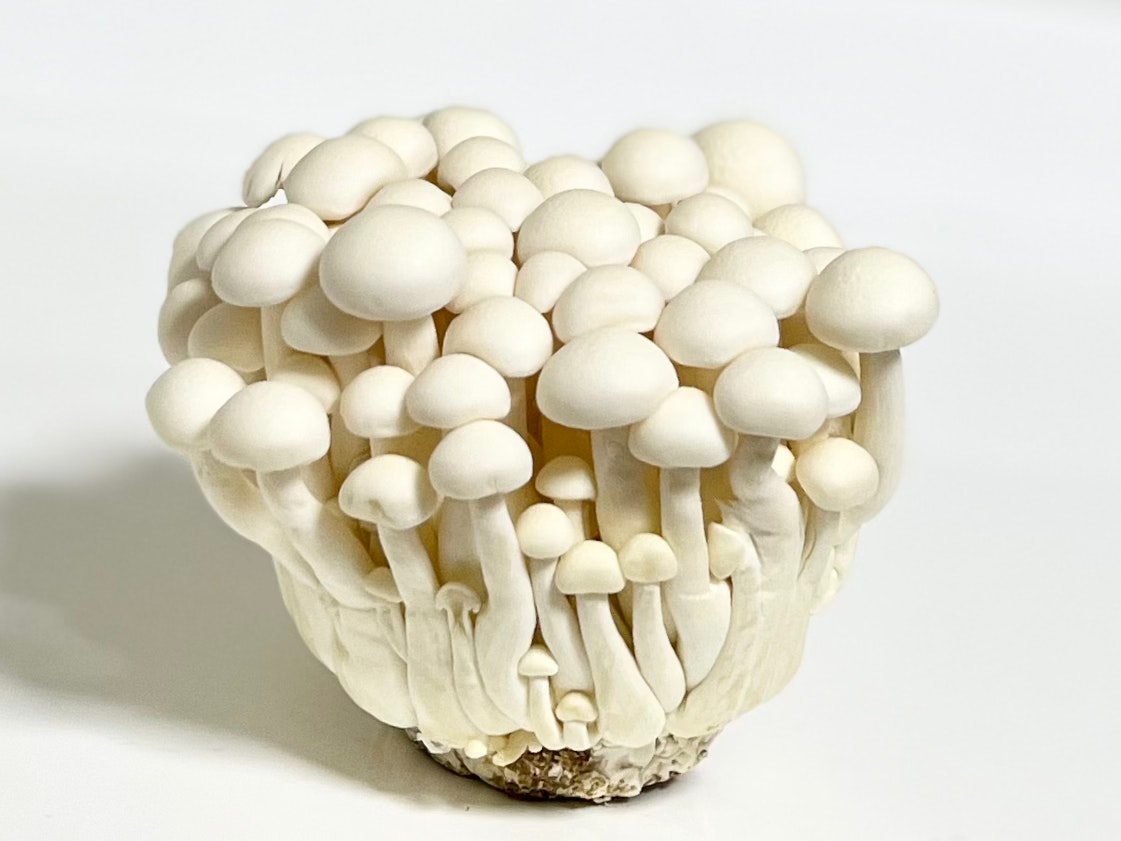 一簇白色蘑菇