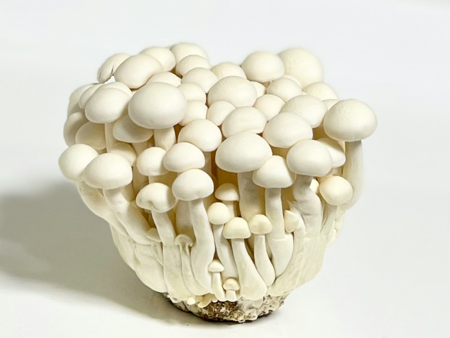 Un gruppo di funghi bianchi su uno sfondo semplice