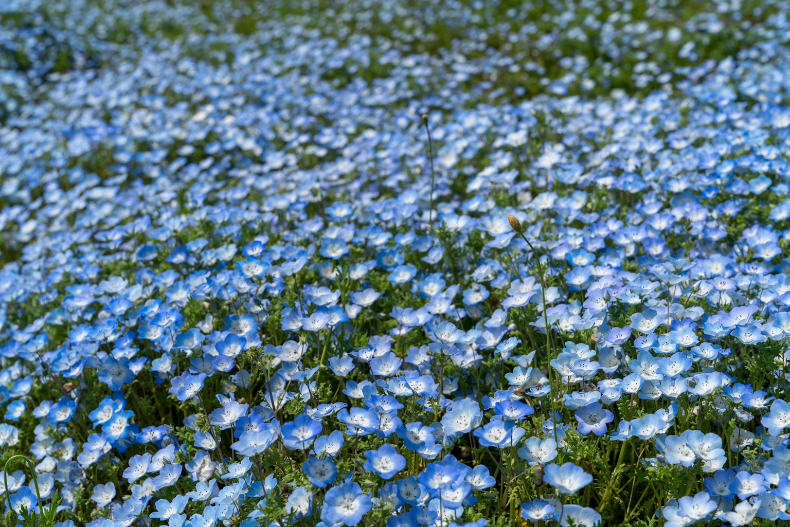 Ein riesiges Feld blühender blauer Blumen