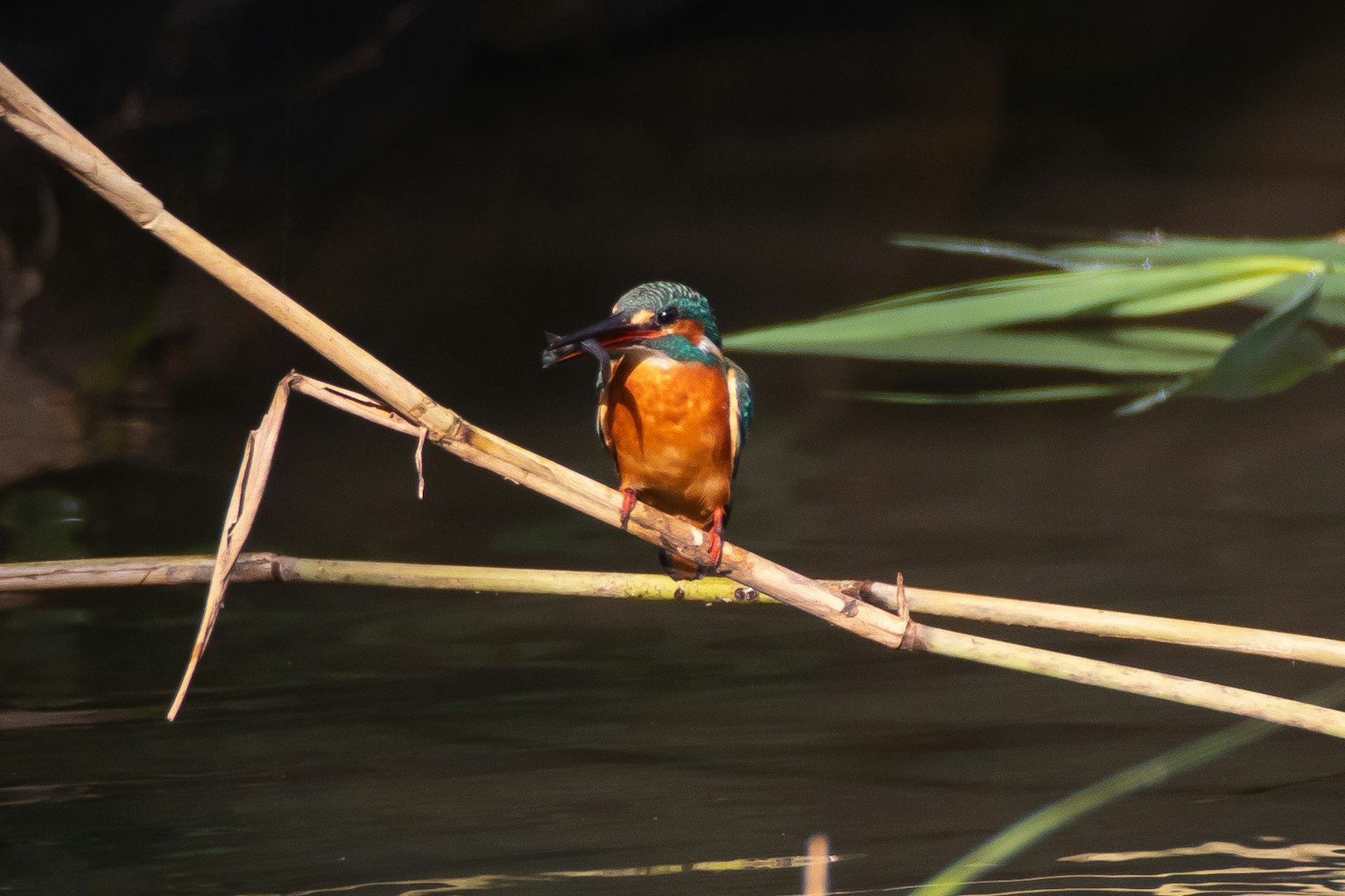 Un kingfisher appollaiato su un ramo con un pesce in bocca