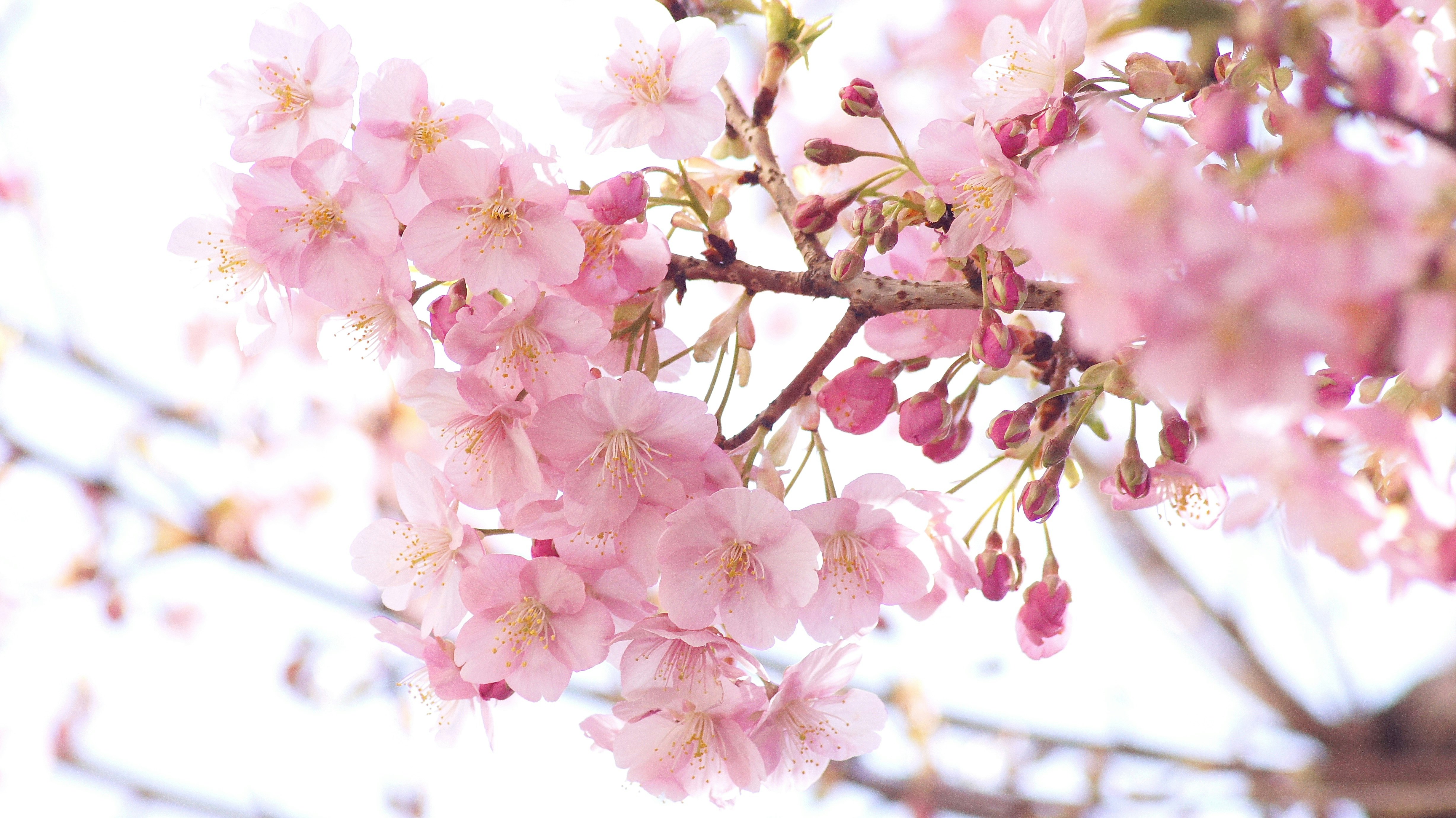 河津桜の淡いピンクの花が枝に咲く春のアップ画像