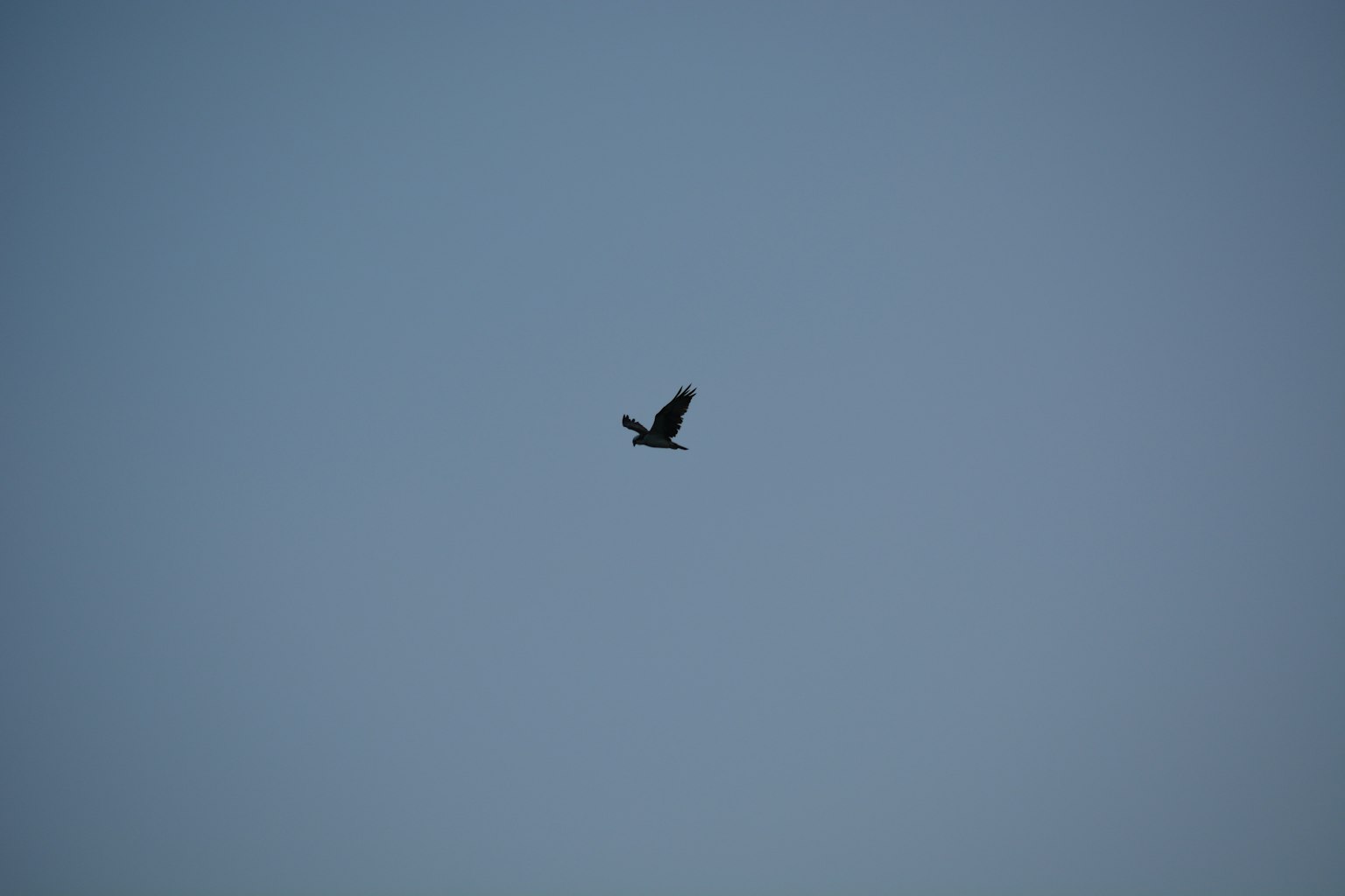 Un uccello nero che vola in un cielo blu