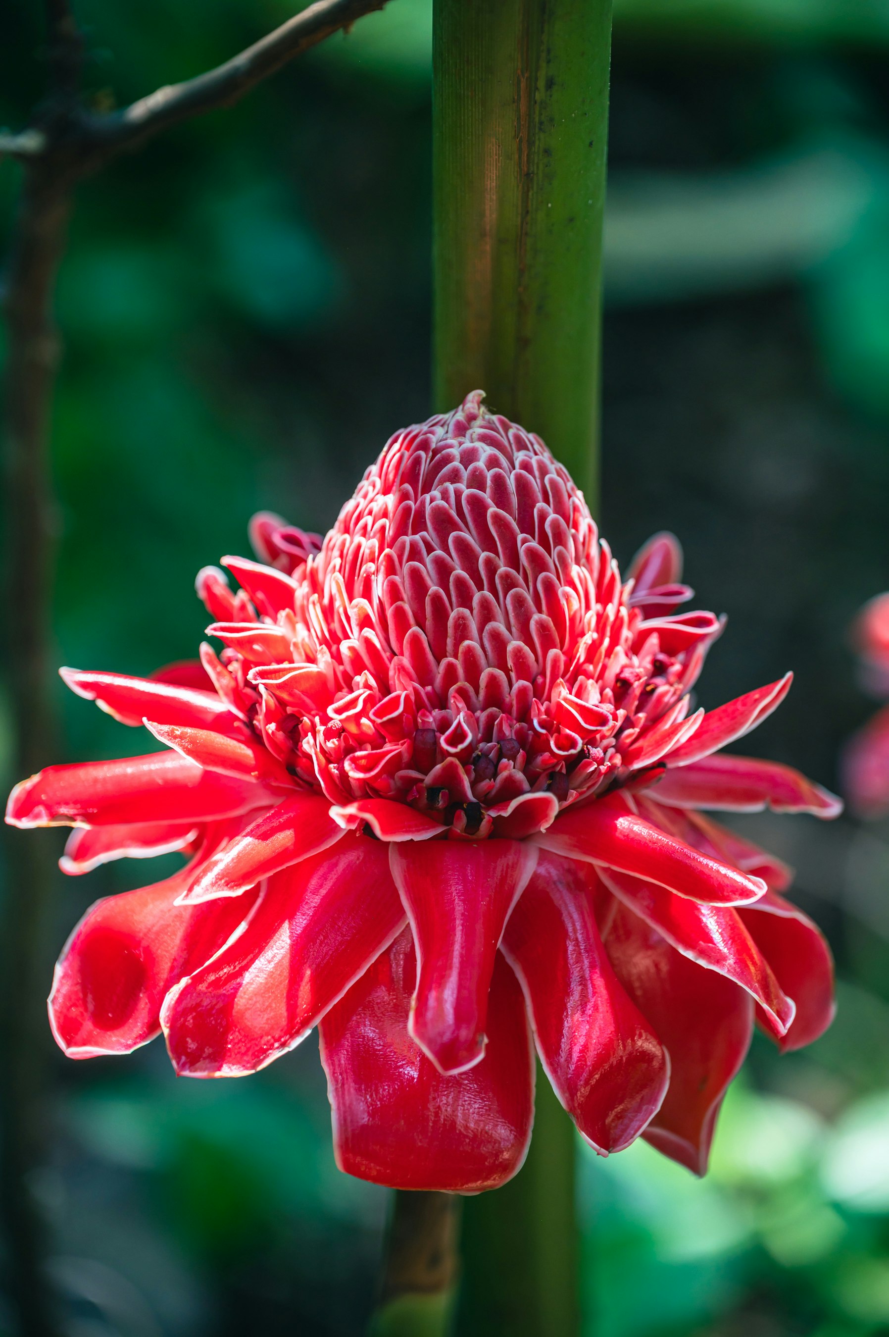 Gros plan éclatant d’une fleur rouge tropicale