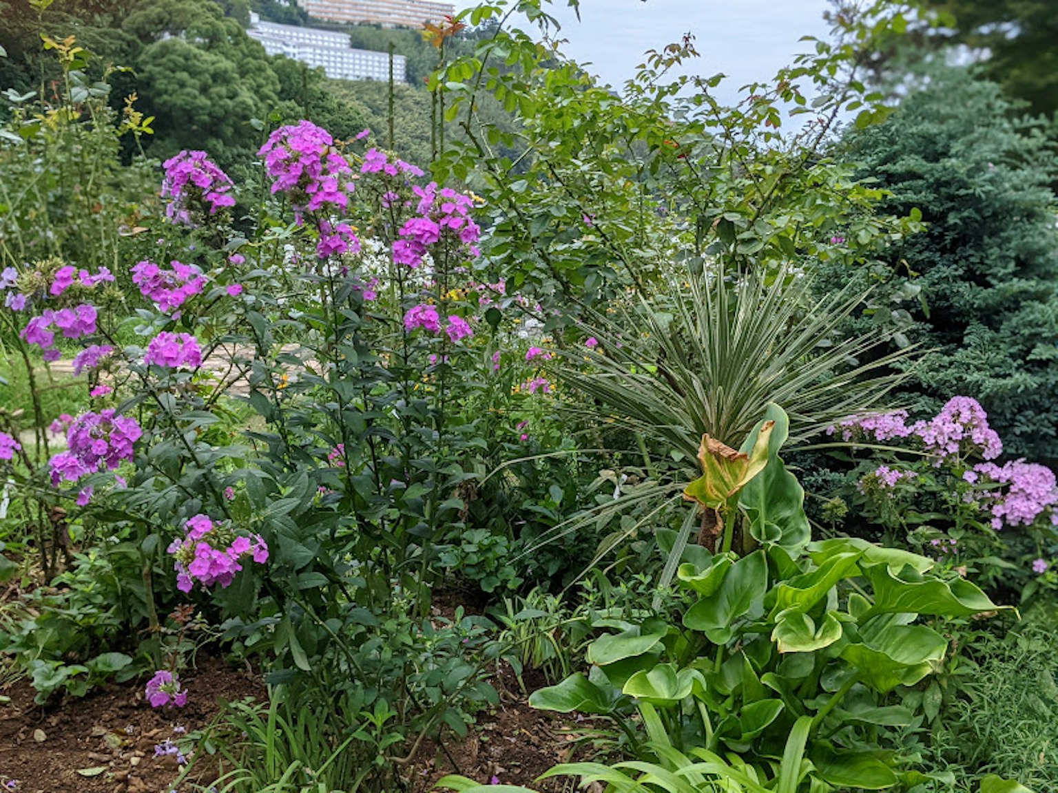 一个花园场景，特色是鲜艳的紫色花朵和郁郁葱葱的绿色植物
