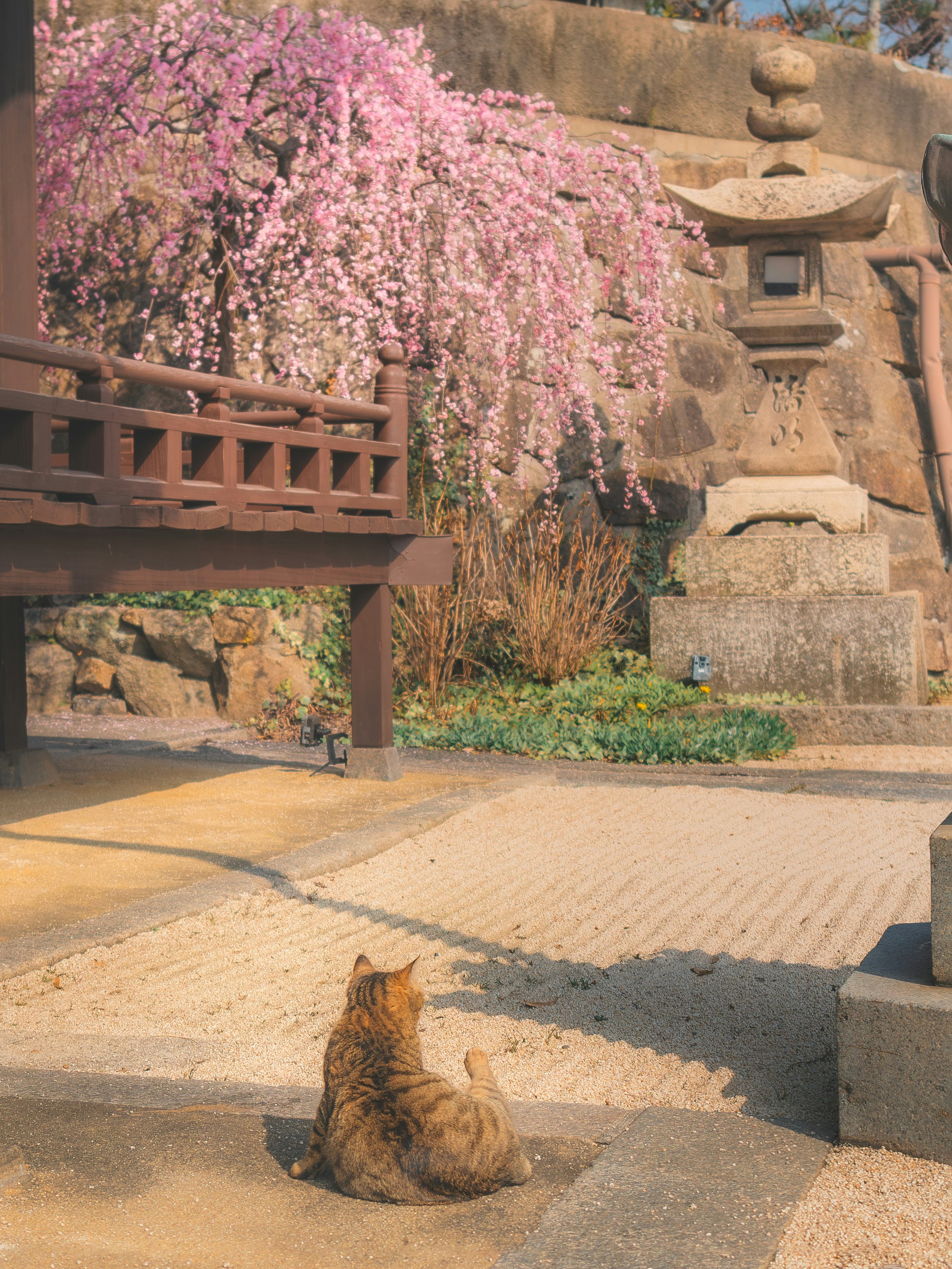 桜の花壇のそばでくつろぐ猫の姿