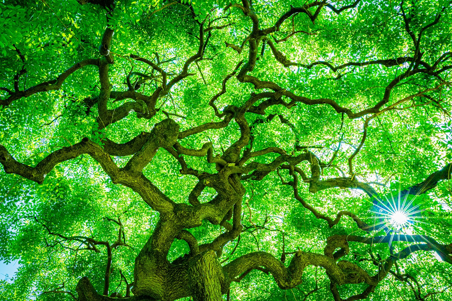 Intricate patterns of tree branches covered in green leaves with sunlight