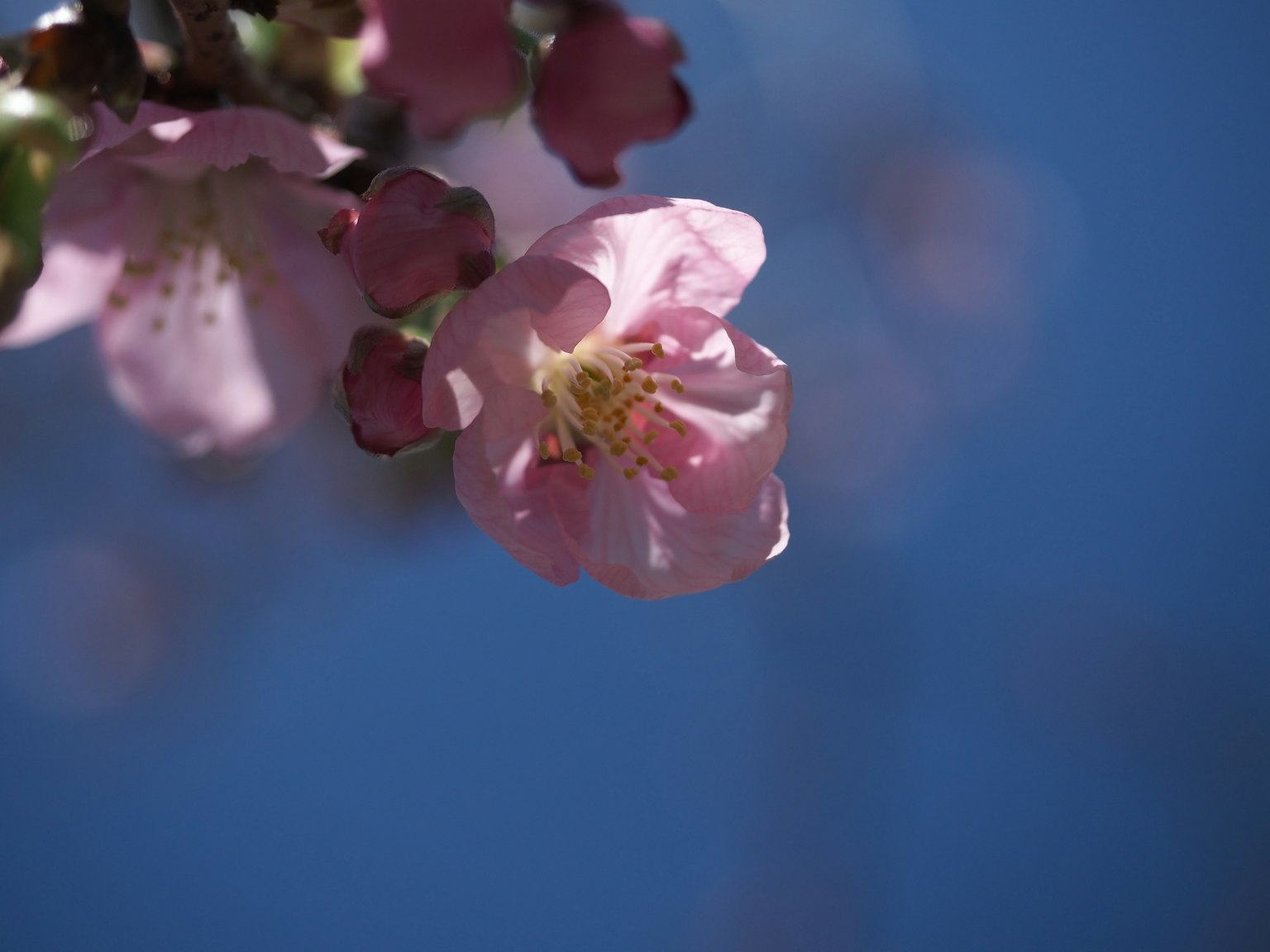 Branche avec des fleurs roses claires sur fond de ciel bleu