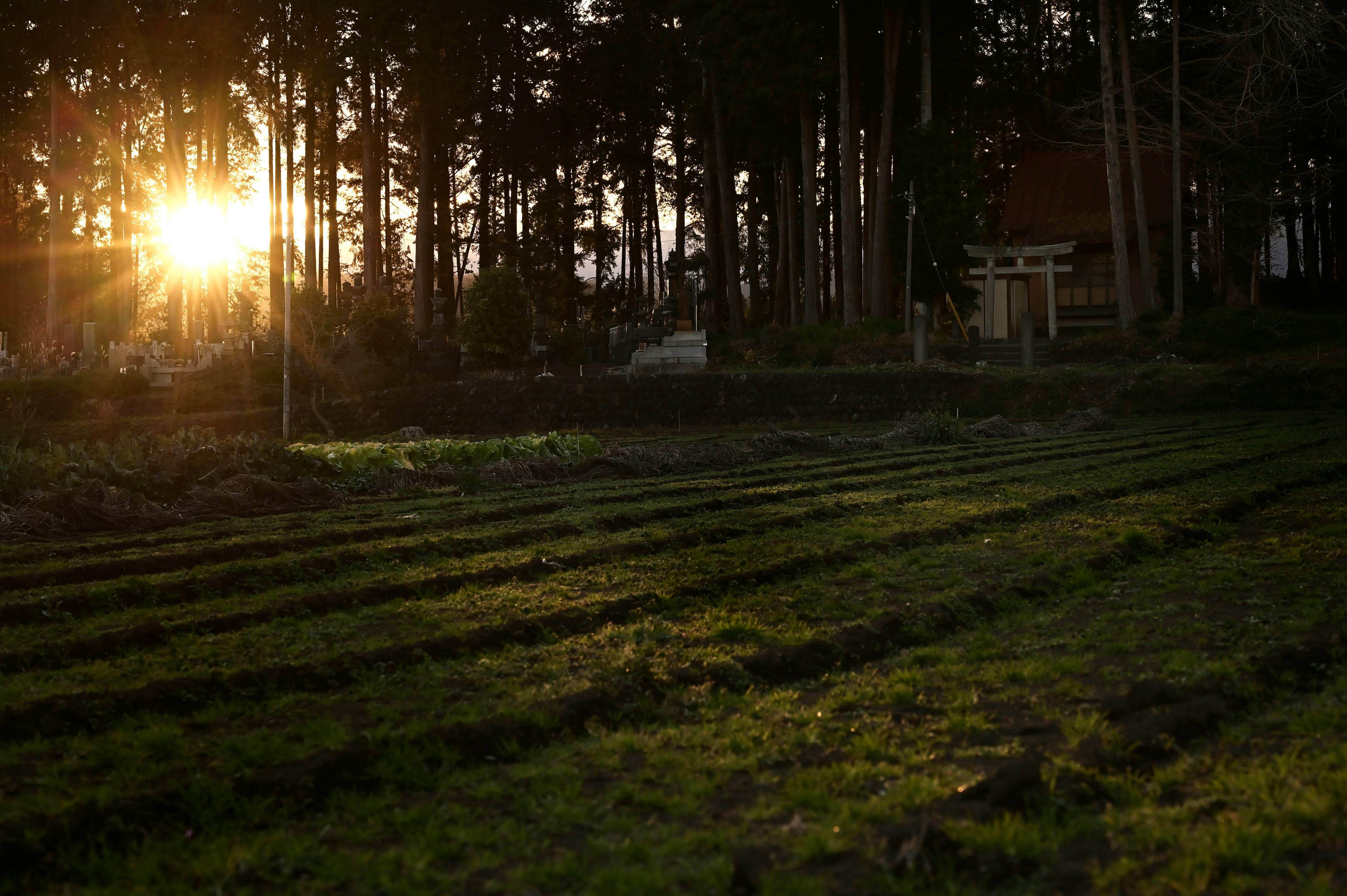 森の木々の間から差し込む夕日が草地を照らす
