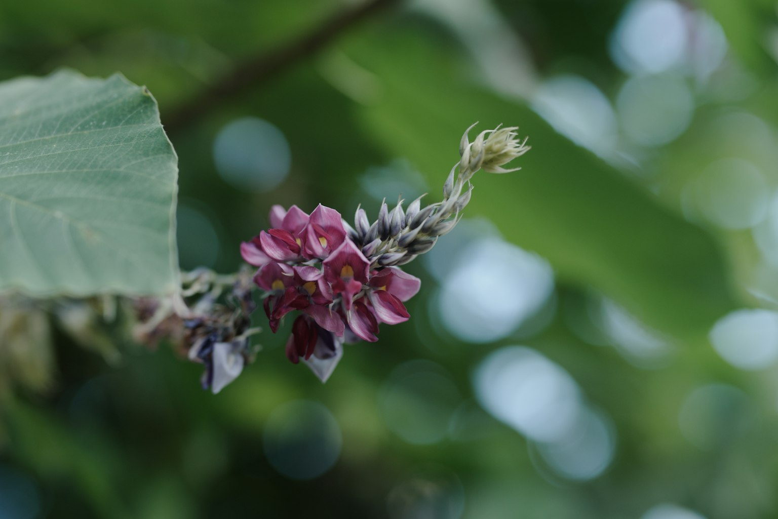 Primo piano di un fiore viola su una pianta con foglie verdi sullo sfondo