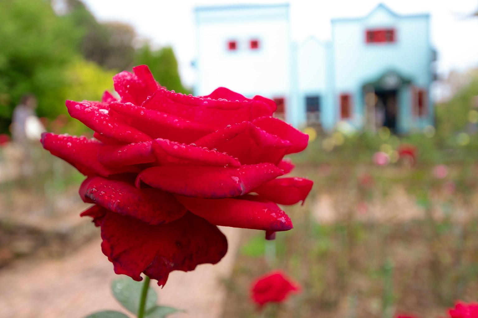 Lebendige rote Rose mit Wassertropfen im Vordergrund und blauem Gebäude im Hintergrund