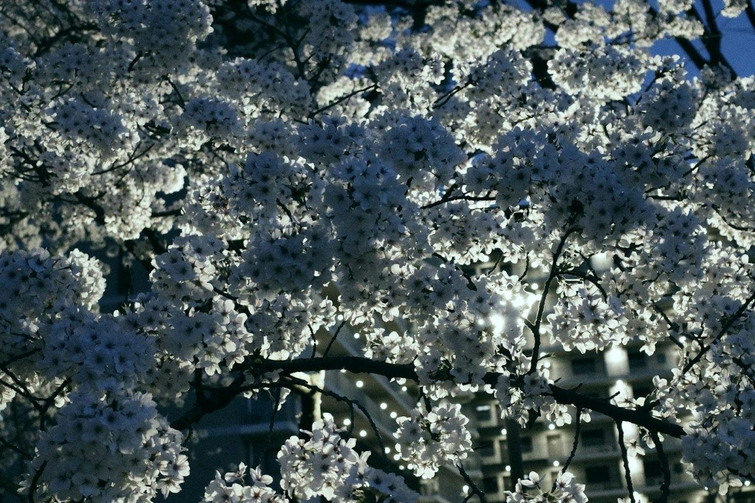 Kirschblüten bei Nacht beleuchtet vor einem dunklen Himmel