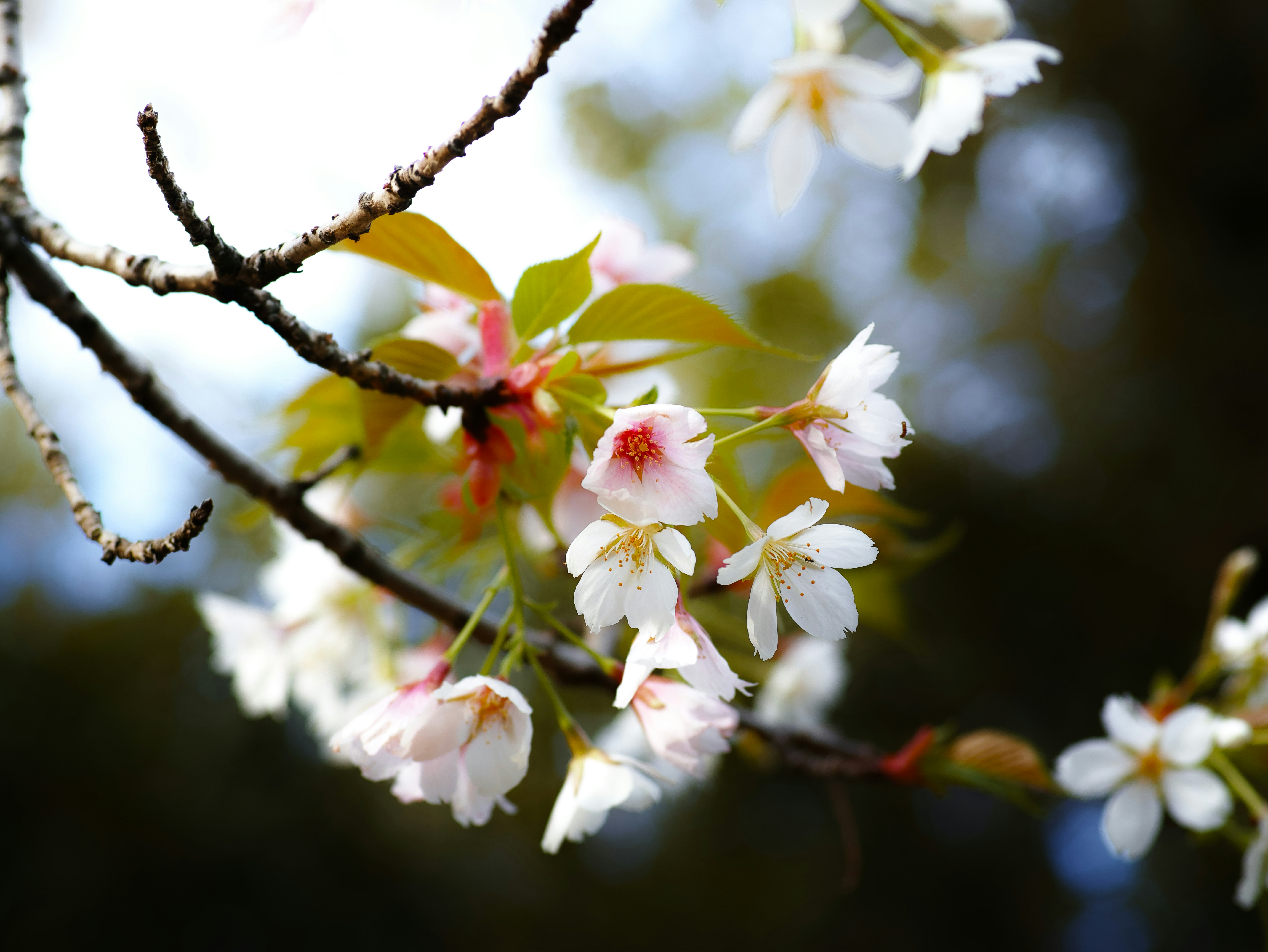 枝に咲く桜の花と新緑のボケ背景