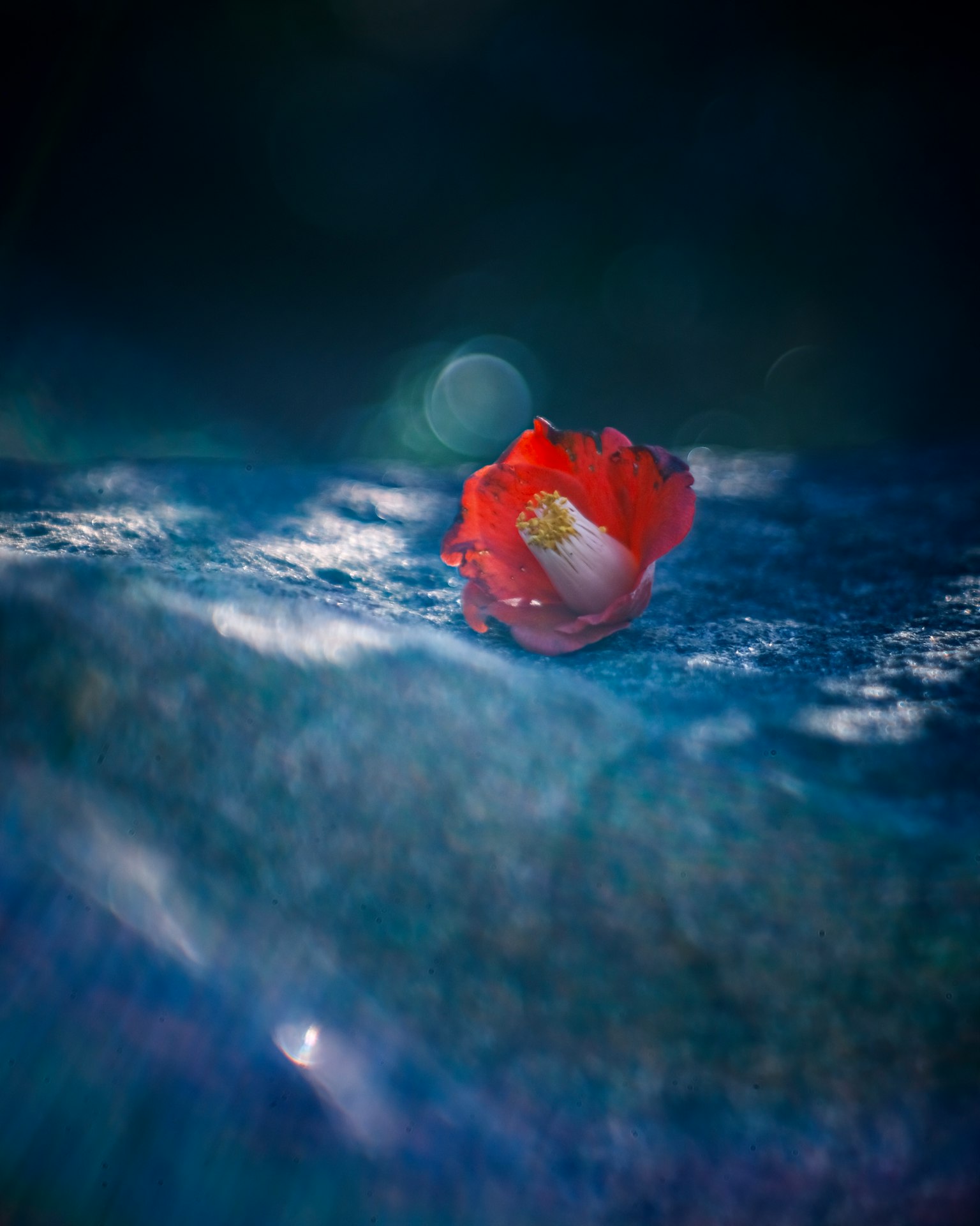 一片紅色花瓣 resting 在石頭表面上，光線柔和