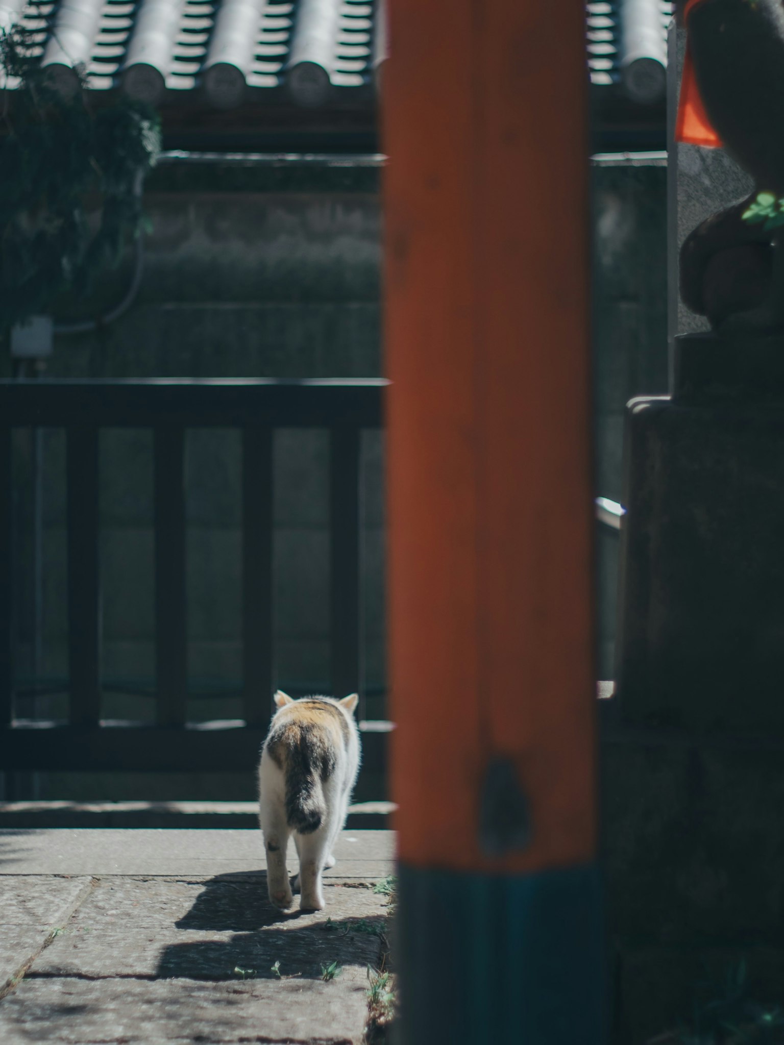 Ein Hund, der in einer ruhigen Umgebung nahe einem Tor läuft
