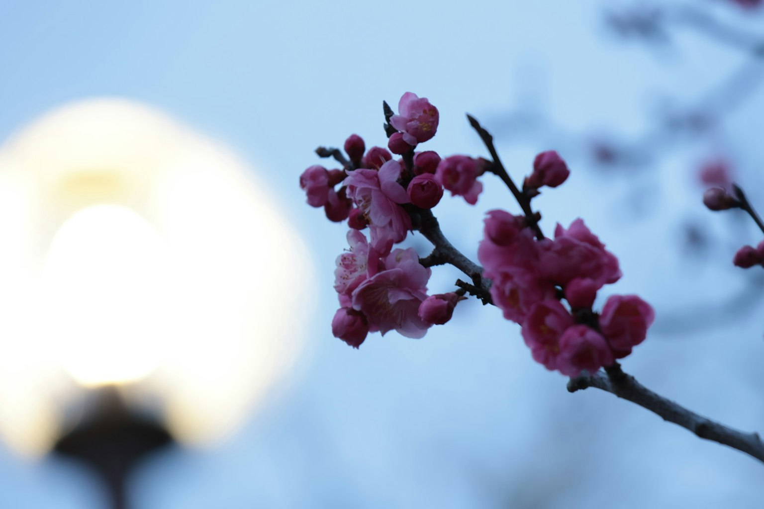 Fiori rosa su uno sfondo di luce soffusa