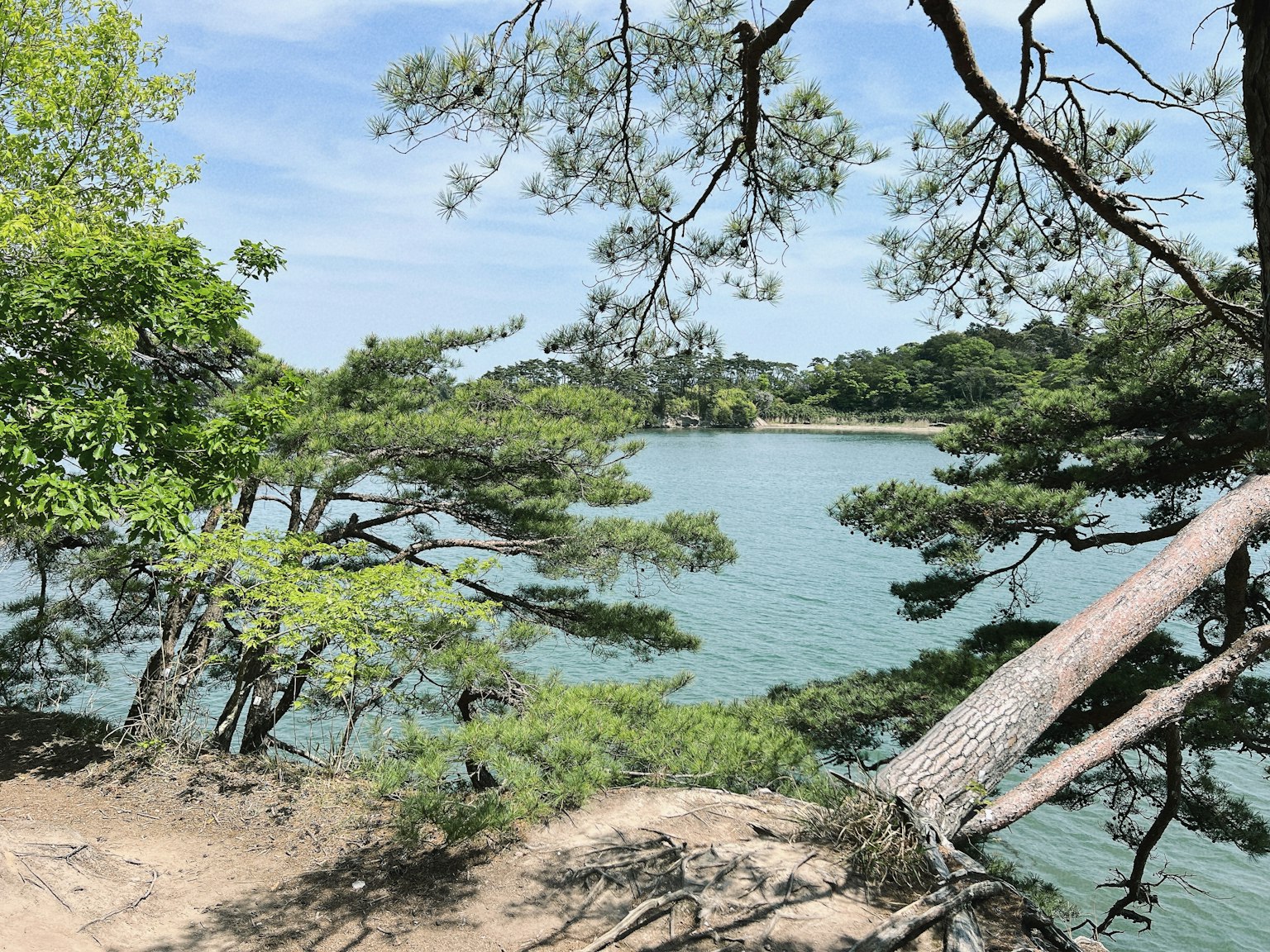 Lush trees and calm water surface in a scenic landscape