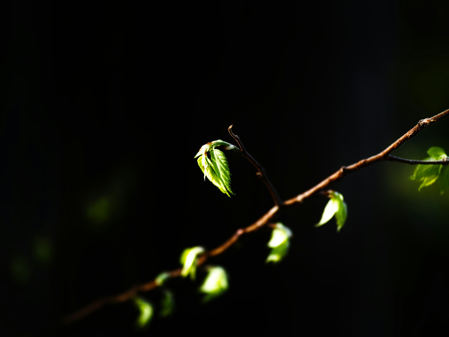 Nouvelles feuilles vertes sur une branche fine contre un fond sombre