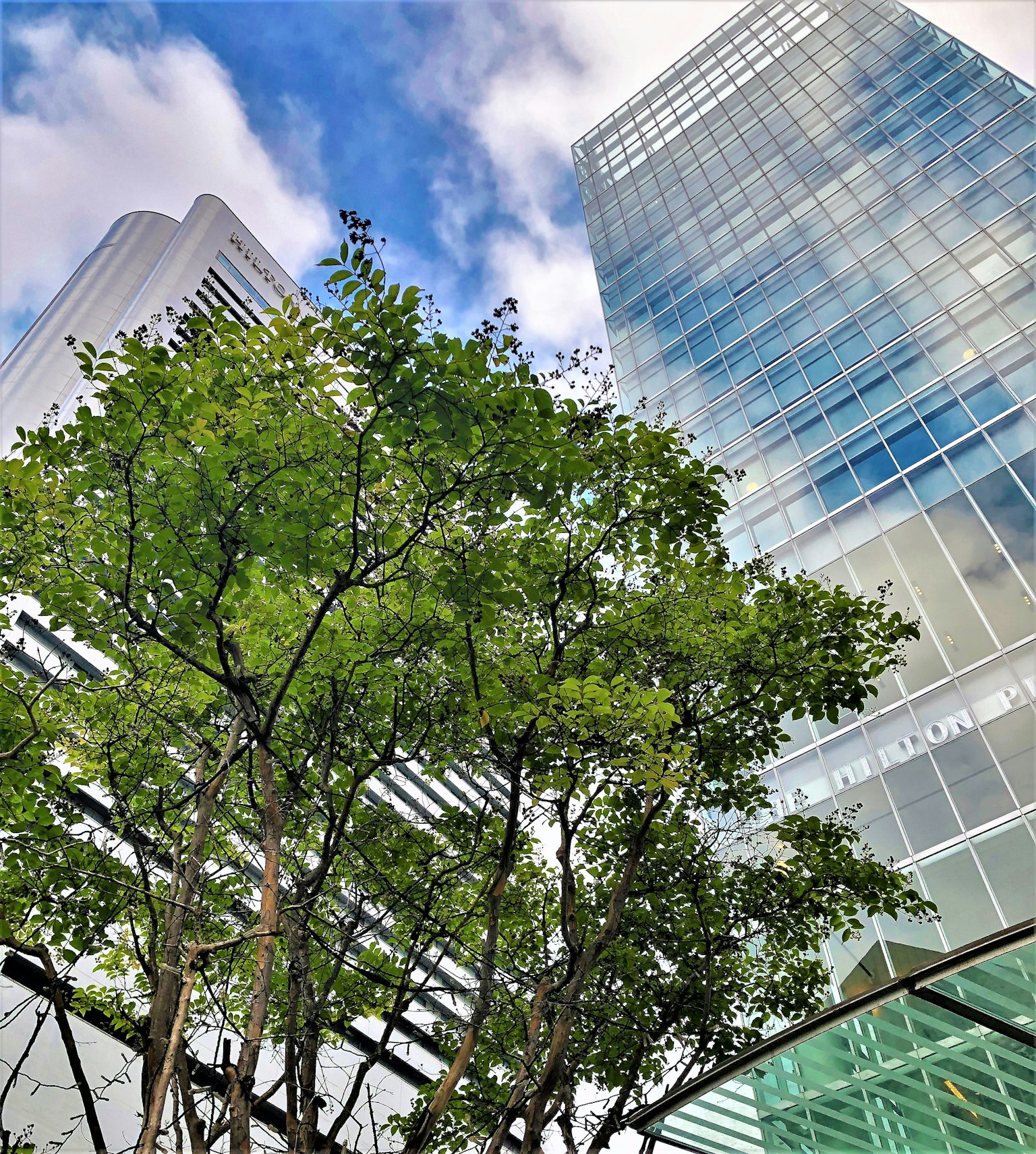 Contrast of tall buildings and lush green trees under a blue sky
