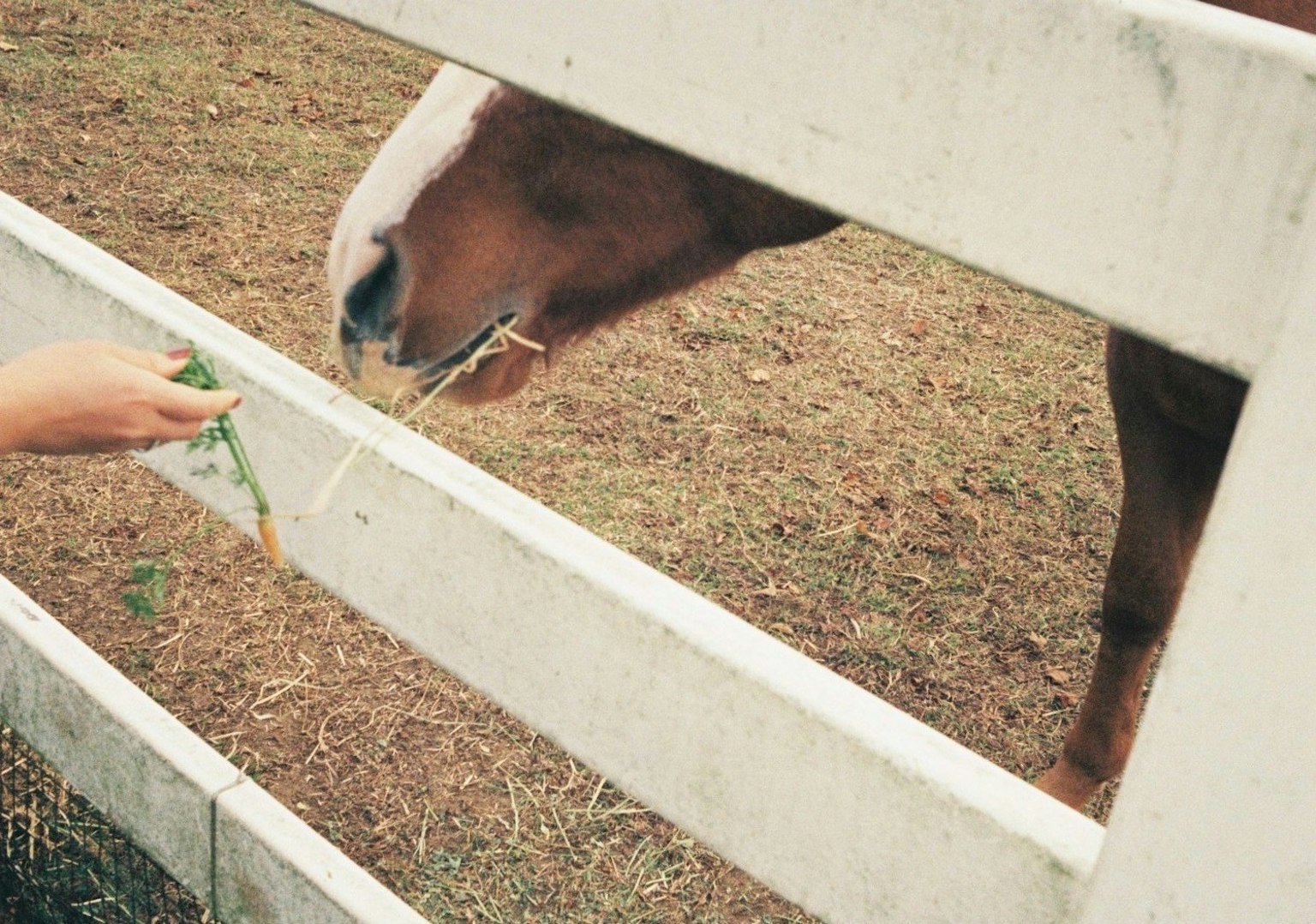 Kedekatan orang memberi rumput kepada kuda melalui pagar putih
