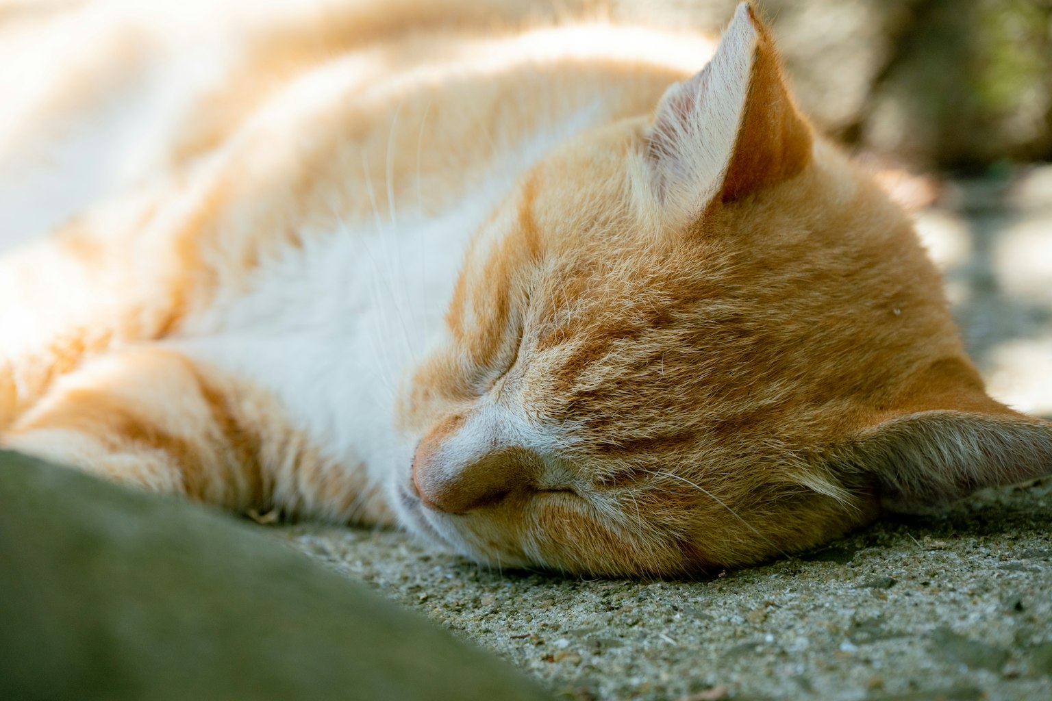 Oranger Kater schläft friedlich auf dem Boden