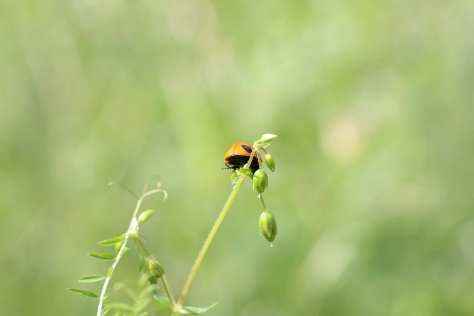 A small insect on a green plant stem with young seeds