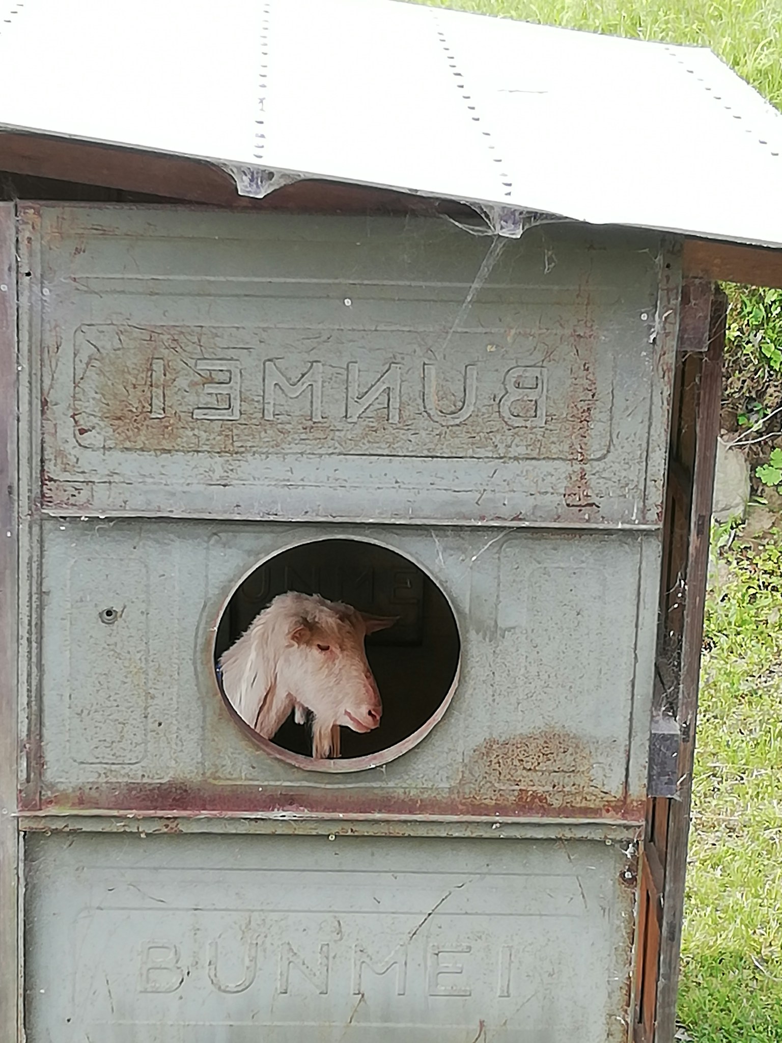 Pig peeking out from a rustic animal shelter