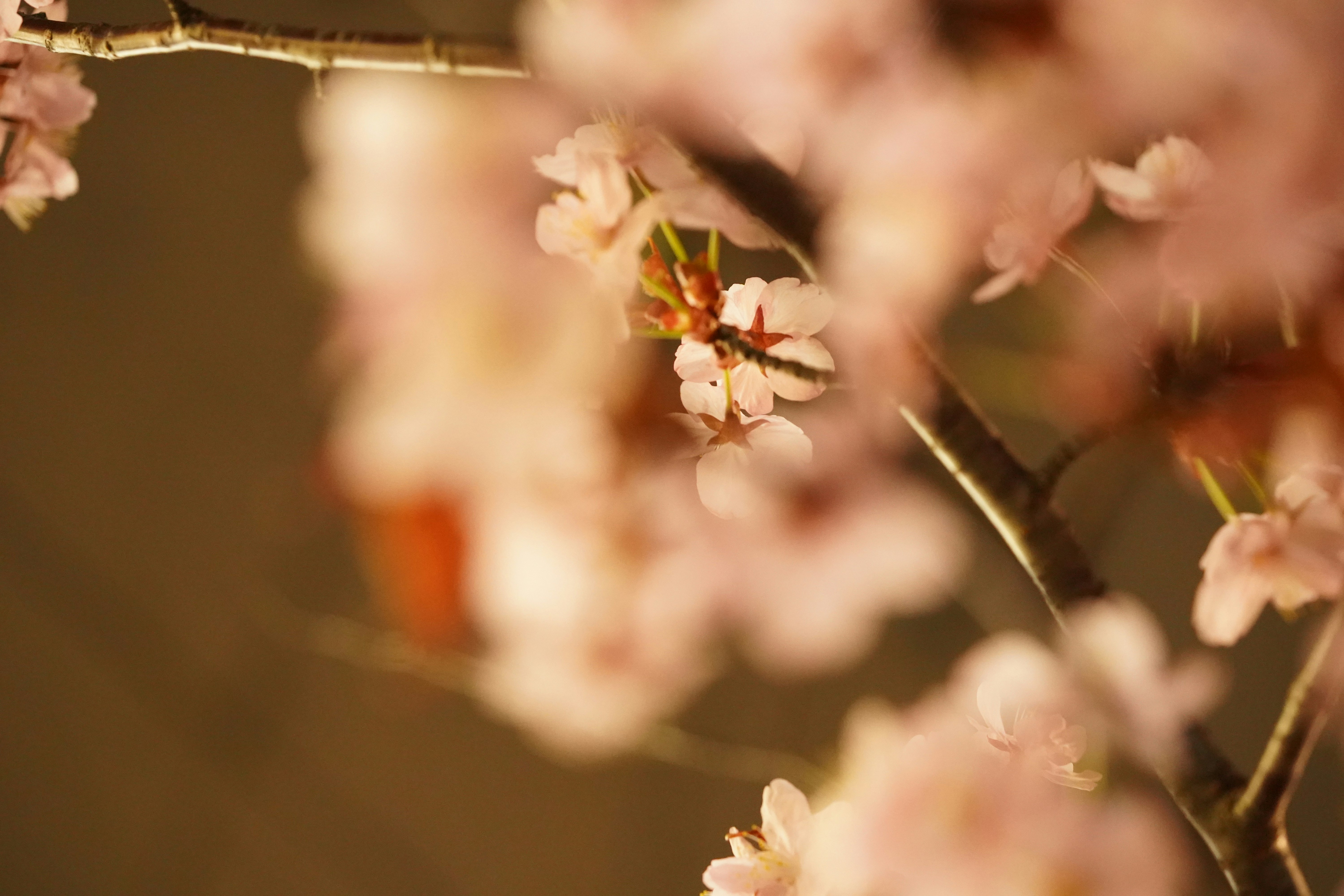 花びらが舞うような桜の枝のクローズアップ