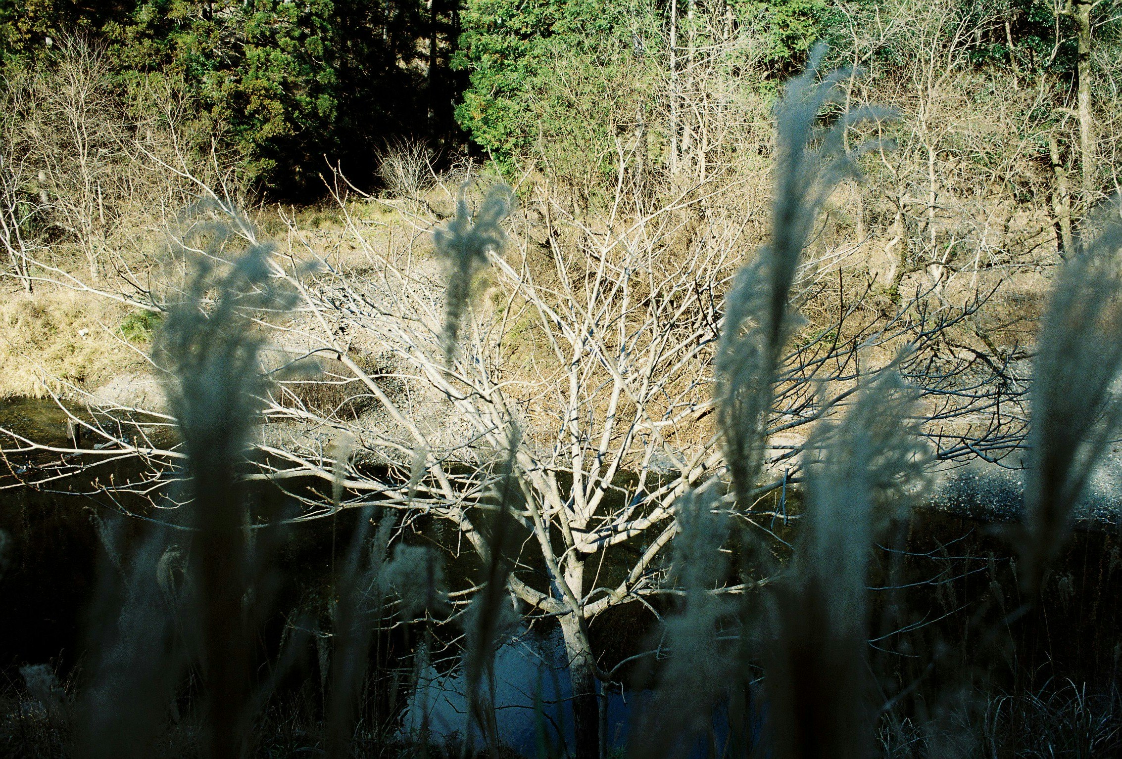 scène de forêt avec branches sèches et végétation verte
