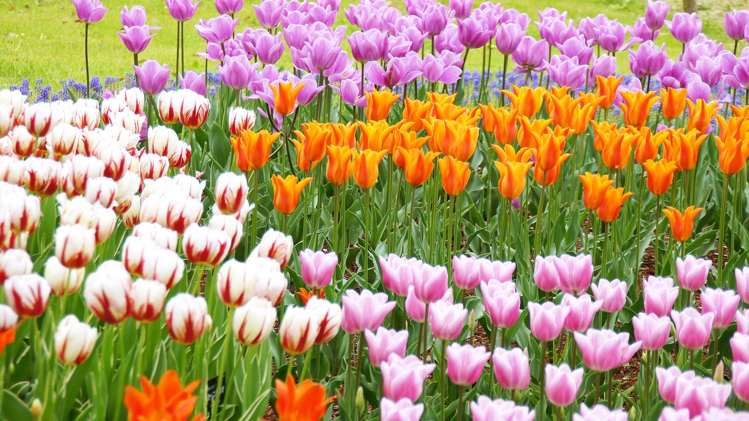 สวนทิวลิปที่มีสีสันพร้อมทิวลิปสีขาว สีส้ม และสีชมพูที่บาน