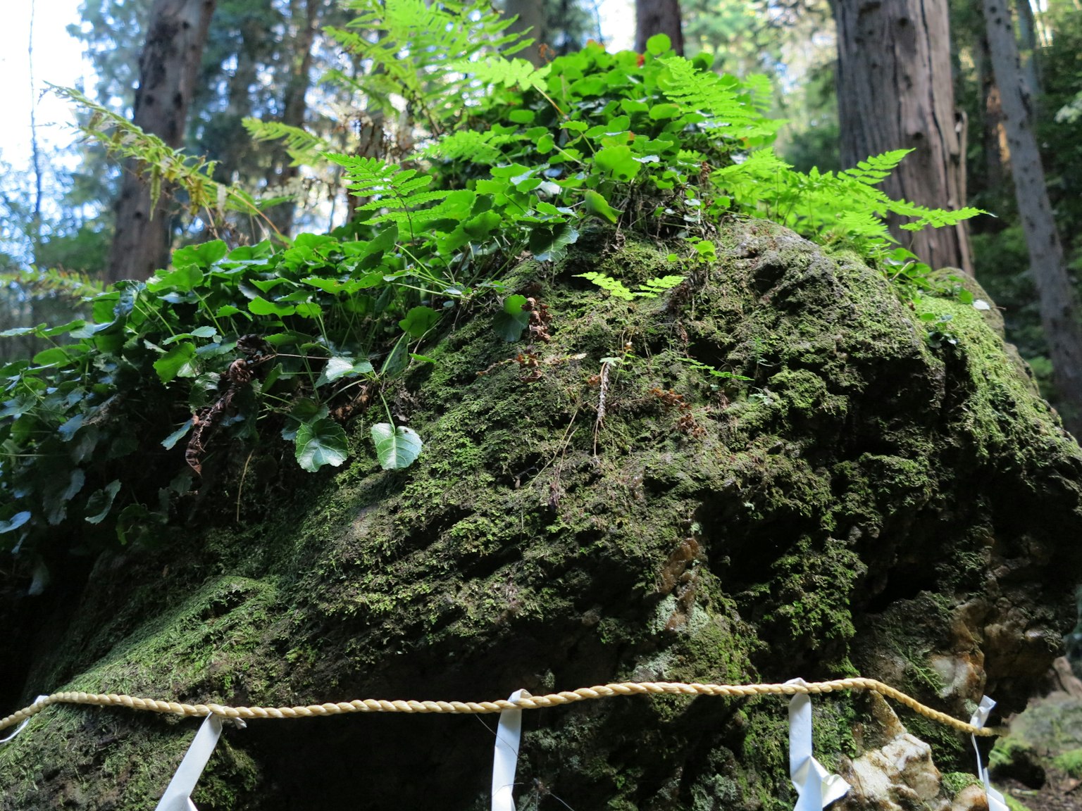 Plantas verdes exuberantes creciendo sobre una roca cubierta de musgo rodeada de árboles altos