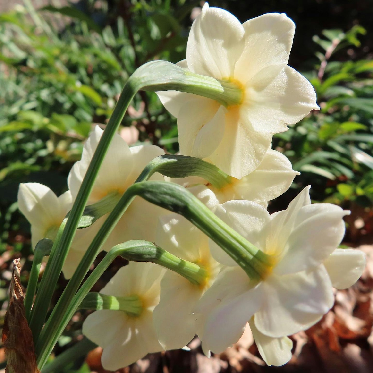 Racimo de flores blancas con centros amarillos