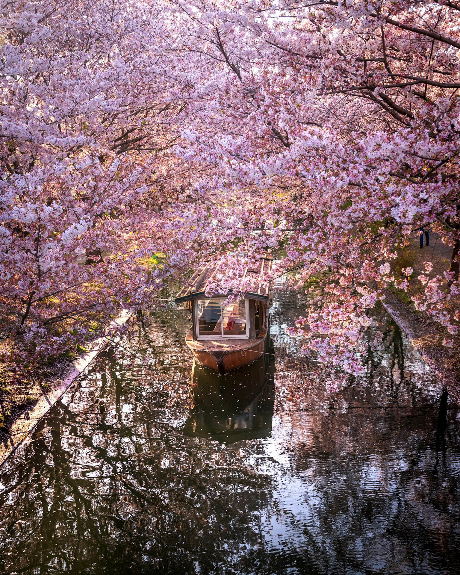 Beautiful scene of a small boat floating in a cherry blossom-lined canal