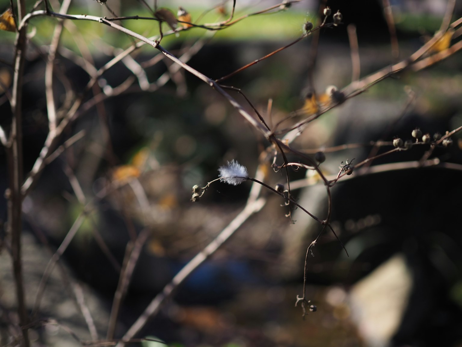 Branches fines et feuilles sèches sur un arrière-plan flou