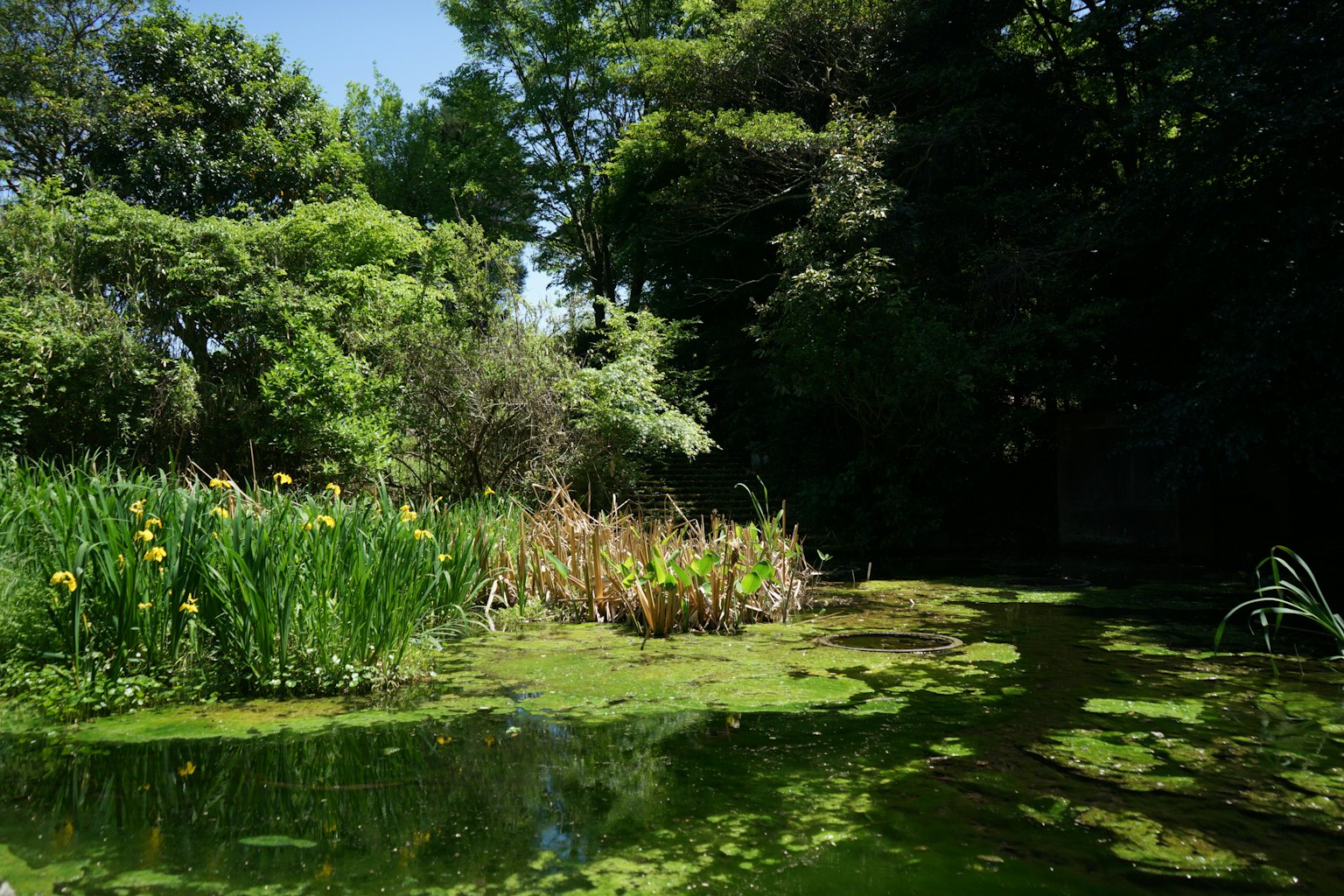 Scène aquatique luxuriante avec des plantes aquatiques flottantes et des arbres environnants
