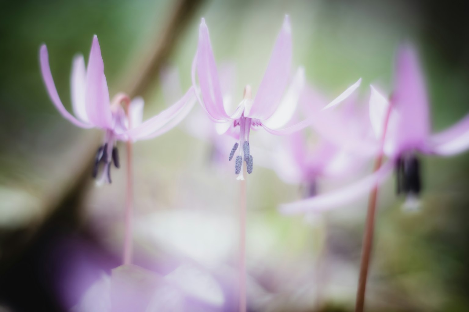 ภาพของดอกไม้สีม่วงอ่อนที่รวมกันกับพื้นหลังเบลอ