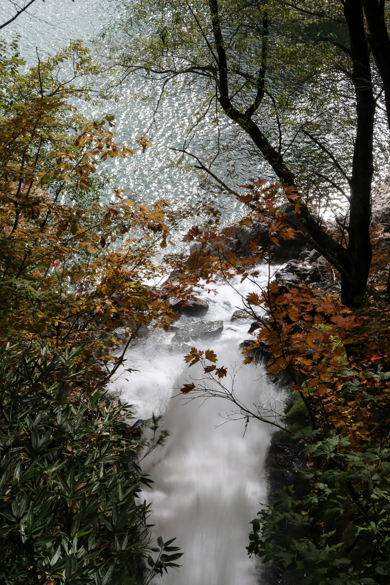Flusso di fiume sereno con bellissimi alberi circostanti